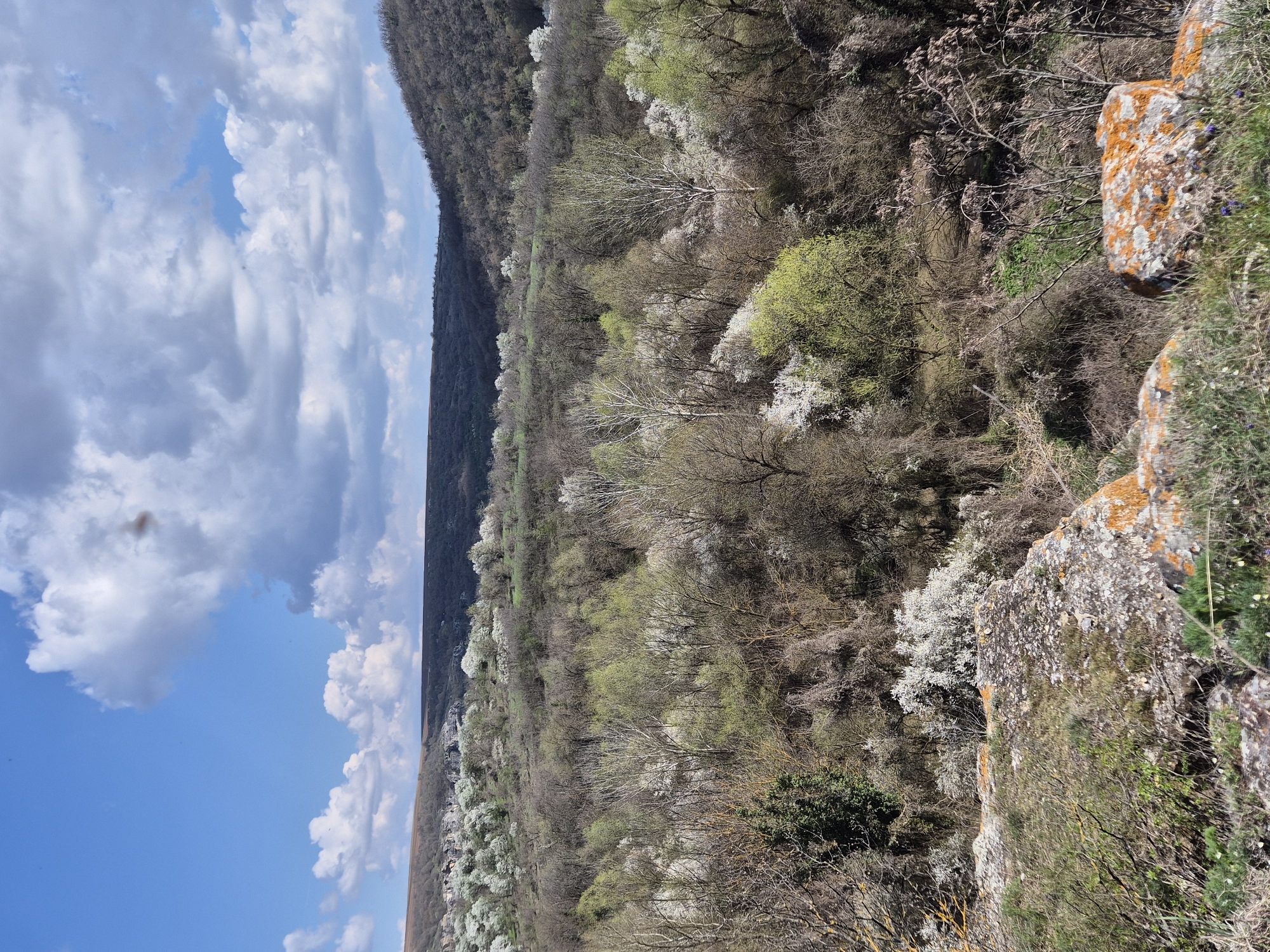 The image shows a landscape featuring a mix of natural elements. In the foreground, there are rocky outcrops covered with lichens and some vegetation. The middle ground consists of a forested area with trees displaying a mix of bare branches and emerging green leaves, likely indicating early spring. Some trees are flowering with white blossoms. In the background, there's a distant ridge or hill covered with dense forest. The sky is partially covered with white, puffy clouds against a blue sky. The location is likely a rural or semi-rural area, potentially near or overlooking the Rusenski Lom park in Ivanovo, Bulgaria.