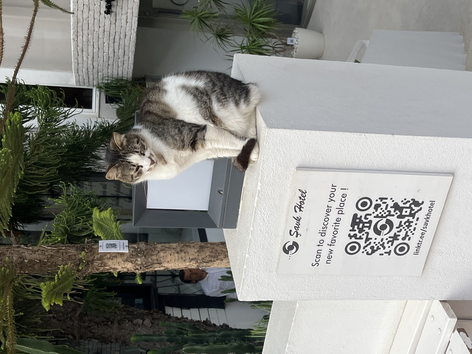 A medium shot shows a white, gray, and brown tabby cat perched on a square, white post. The post displays a white sign with black text and a QR code advertising "Şavk Hotel" with the tagline "Scan to discover your new favorite place! linktr.ee/savkhotel". The post and cat are situated among green foliage, including a tree. The background shows a building with white brickwork, potted plants, and a partially obscured figure of a man wearing a white shirt.
The scene is in Alanya, Turkey.
