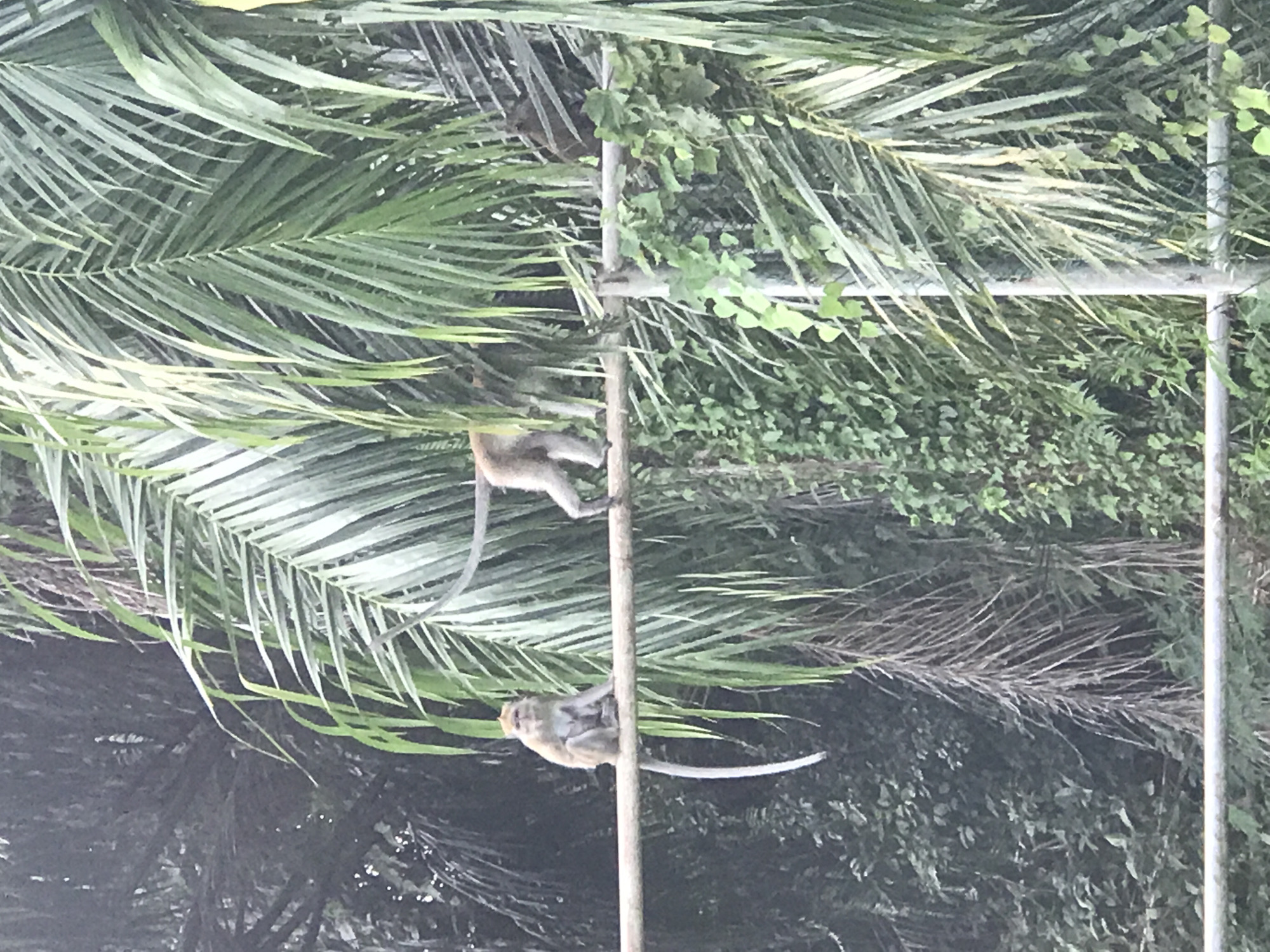 Two monkeys climb a metal pole amidst dense tropical vegetation. The location is Lhokseumawe, Indonesia. The monkeys appear to be Macaca fascicularis based on size and coloration. Palm fronds dominate the left side of the image. Other greenery surrounds the metal structure.