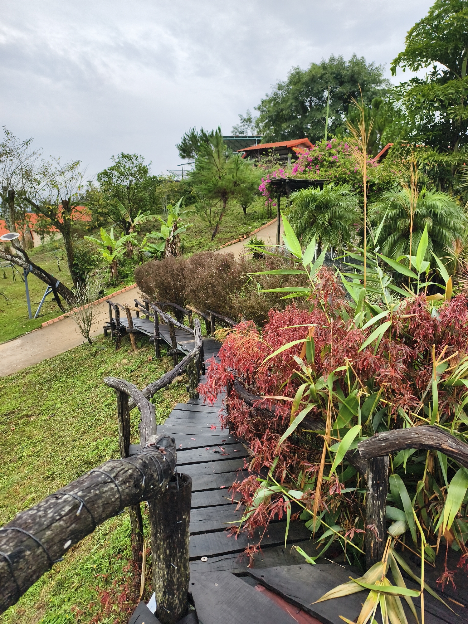 The image shows a wooden walkway with railing descending a grassy hill in what appears to be Trung Hà, Vietnam. The walkway is made of dark, possibly wet, wooden planks and features rustic, wooden railings. Lush greenery surrounds the walkway, including red-leafed plants, banana trees, and other trees and shrubs. A paved path runs parallel to the wooden walkway on the left. Buildings with orange roofs can be seen in the background amidst the foliage. The sky is overcast, suggesting a cloudy or rainy day.