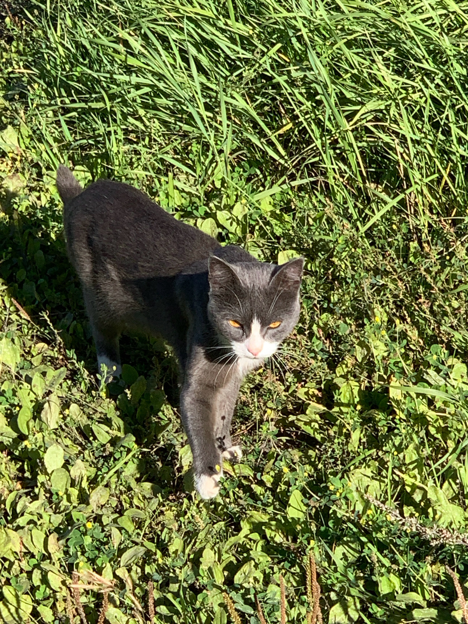 A grey and white domestic cat stands in tall green grass and foliage under natural sunlight. The cat is facing forward and slightly to the left, with its body angled to the left. Its eyes are yellow, and it has white whiskers. The cat's tail is visible, pointed slightly upwards. The surrounding environment consists of lush green vegetation, with some areas in shadow. The image does not contain any information that allows for the determination of its location in Prokopyevsk, Russia.