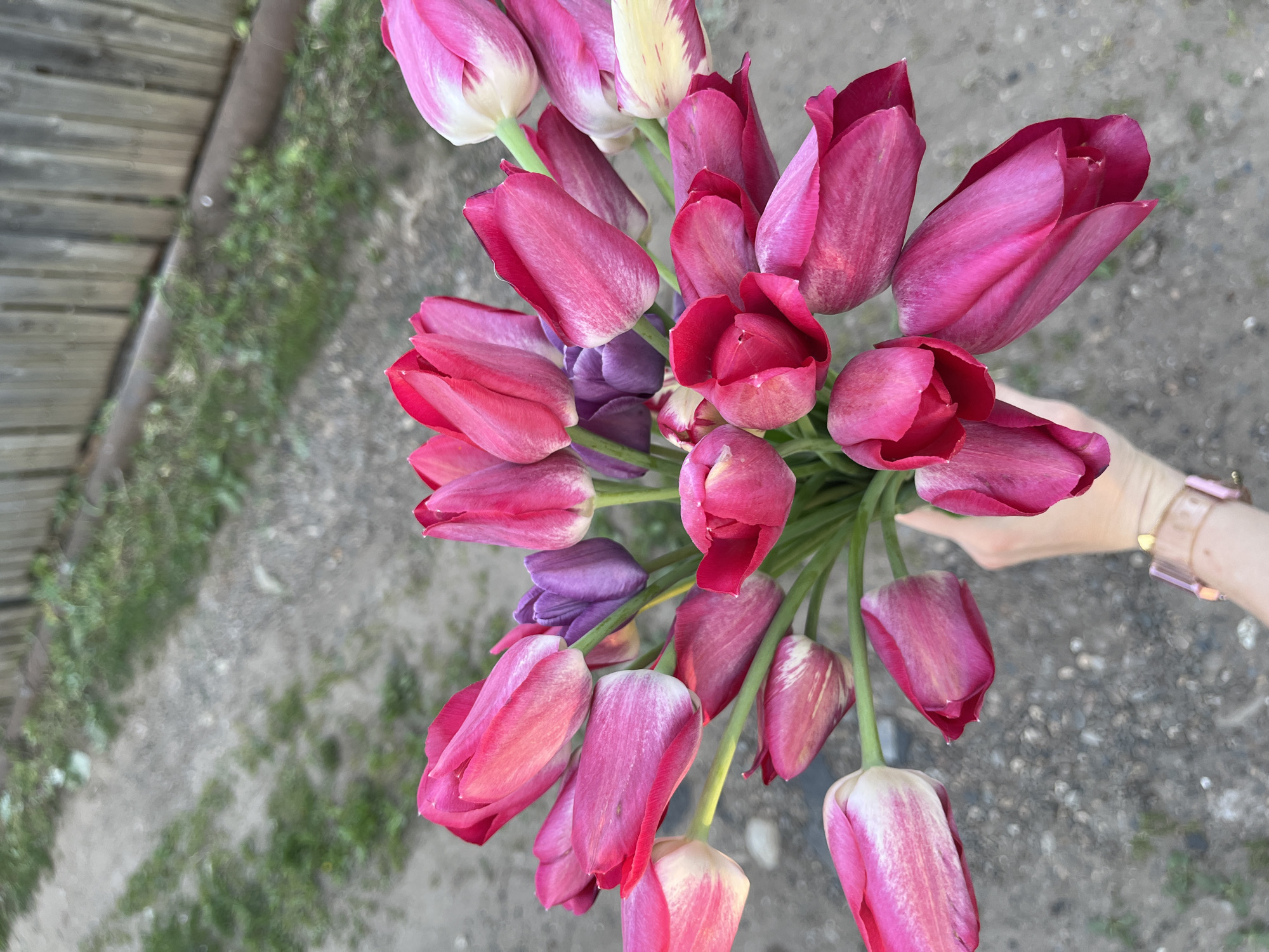 A hand holds a bouquet of tulips, predominantly pink and red, with a few purple and white-striped varieties mixed in. The background is a mottled gray surface, possibly concrete or asphalt, with patches of green vegetation visible along the edges. A portion of a light-skinned wrist with a beaded bracelet is visible in the lower right corner. The setting appears to be outdoors. There is no evidence to connect the location to Chaikovsky, Russia.