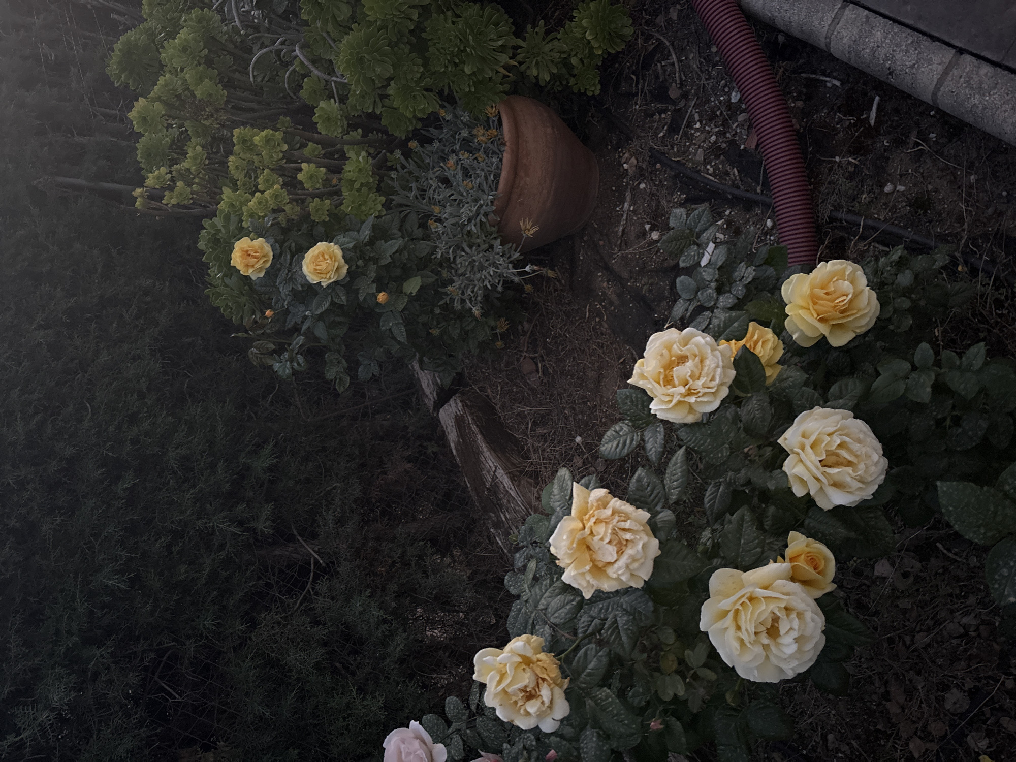 The image, likely taken in Urbanización Encinares De Alcolea, Spain, depicts a garden scene in low light. Several yellow roses in bloom are visible, clustered together in the foreground. A dark green shrubbery and a tipped-over terracotta pot with plants spilling out are visible along the left side of the image. A red corrugated pipe and a concrete structure are situated in the upper right corner. The overall environment is somewhat dim, suggesting an overcast day or a time of day with low sunlight. No people or interactions are visible in the scene.