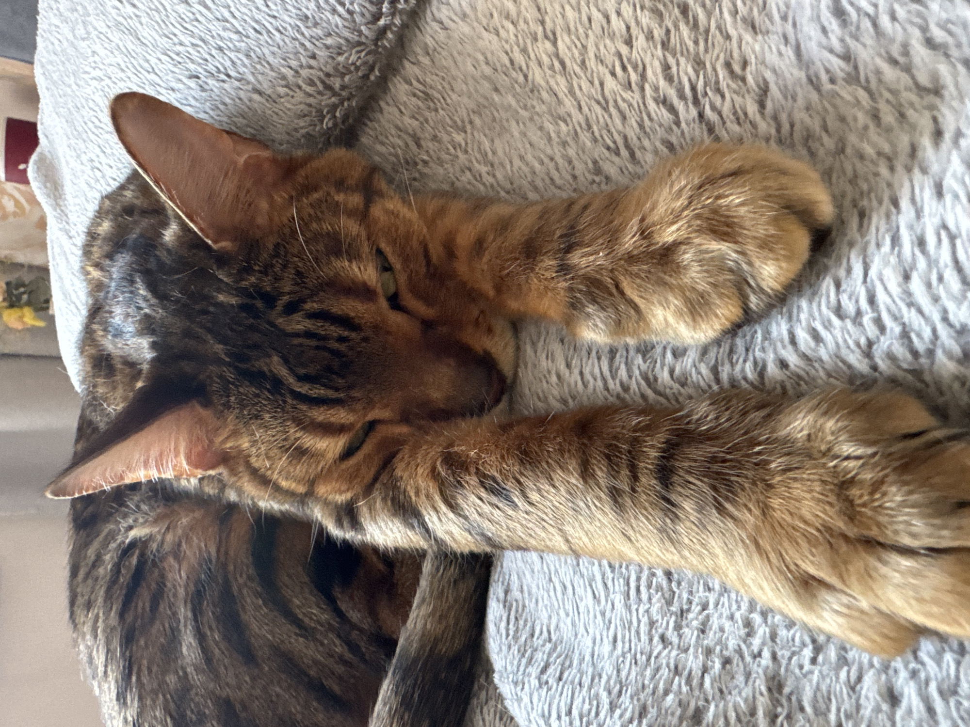 A close-up captures a Bengal cat resting on a gray, textured blanket. The cat's head and forelegs are prominent, showcasing its brown and black spotted coat. The blanket provides a soft, neutral backdrop. The location is unknown.