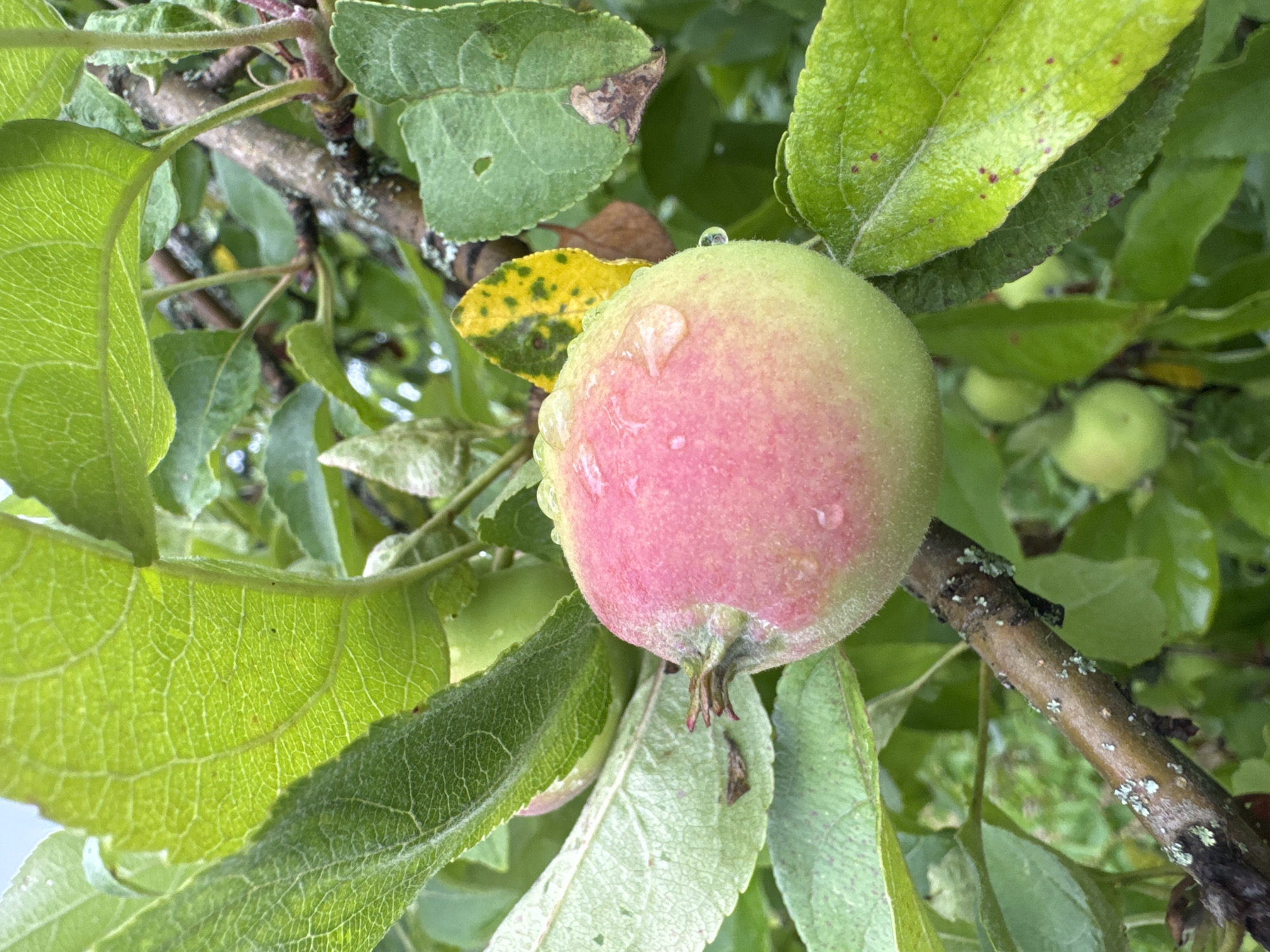 A close-up shot focuses on a single, small apple on a branch in an outdoor setting. The apple is mostly light green with a blush of pink on one side. It is wet, with several clear water droplets clinging to its surface. The apple is surrounded by lush, green leaves, some of which show signs of minor damage or discoloration, including a single leaf with yellow and green mottling. The branch itself is dark brown and textured, with small patches of greyish-white lichen. In the background, out of focus, other green apples and leaves are visible, suggesting the presence of an apple tree. The lighting suggests it might be a cloudy day or that the scene is shaded. This image was taken in Подолино Ст, Russia.