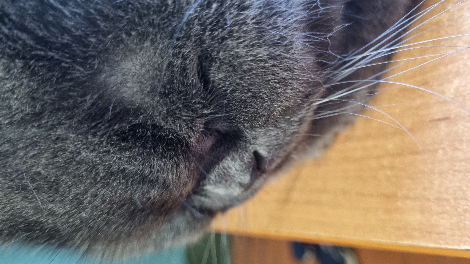 A close-up, slightly blurred, low-angle shot shows the fur and whiskers of a gray cat. The cat's fur is dark gray with lighter gray tips, creating a textured appearance. The cat's nose and part of its closed eye are visible. Long, thin, light-colored whiskers extend from the cat's face. The background is out of focus, with a light brown surface, possibly a wooden table, in the foreground and a blurry blue surface in the upper left corner. There is no discernible location in the city of Vysokoe, Russia, visible in the image.