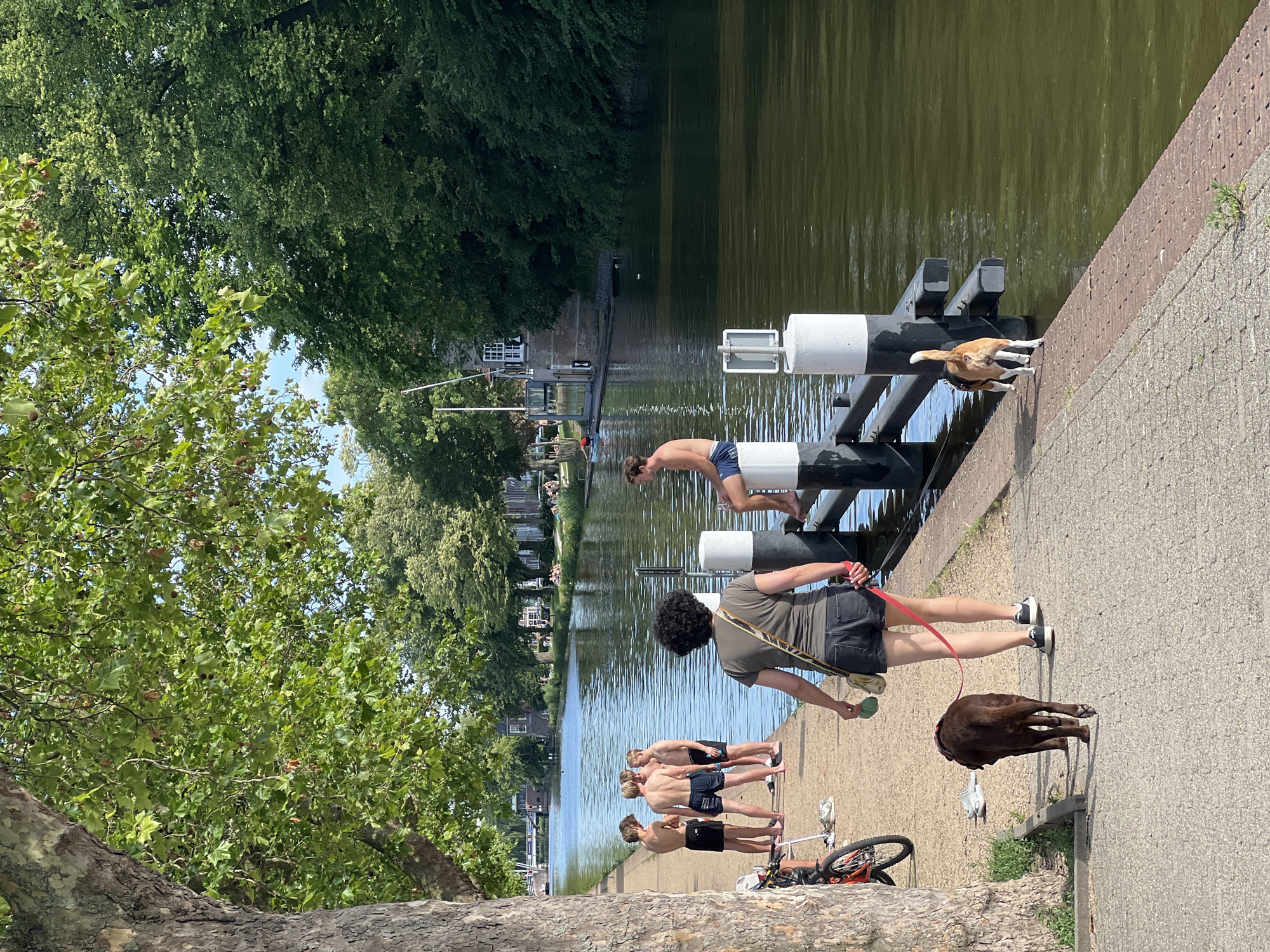 The image shows a sunny day along a canal in Delft, Netherlands. On the left side of the image, a large tree with green leaves shades a paved walkway. A woman with dark curly hair is walking away from the camera, holding the leash of a dark brown dog. Behind her, a small white and tan dog is walking slightly ahead. Further down the walkway, a group of four shirtless young men in shorts are standing near the canal. On the other side of the canal, a man in blue shorts is sitting on a bollard. Buildings with white windows line the far bank of the canal, interspersed with lush green trees. Several other people are visible in the distance on the far side of the canal, some appearing to be relaxing near the water. A red bicycle is parked near the tree on the left. The water in the canal is green and reflects the trees and sky.