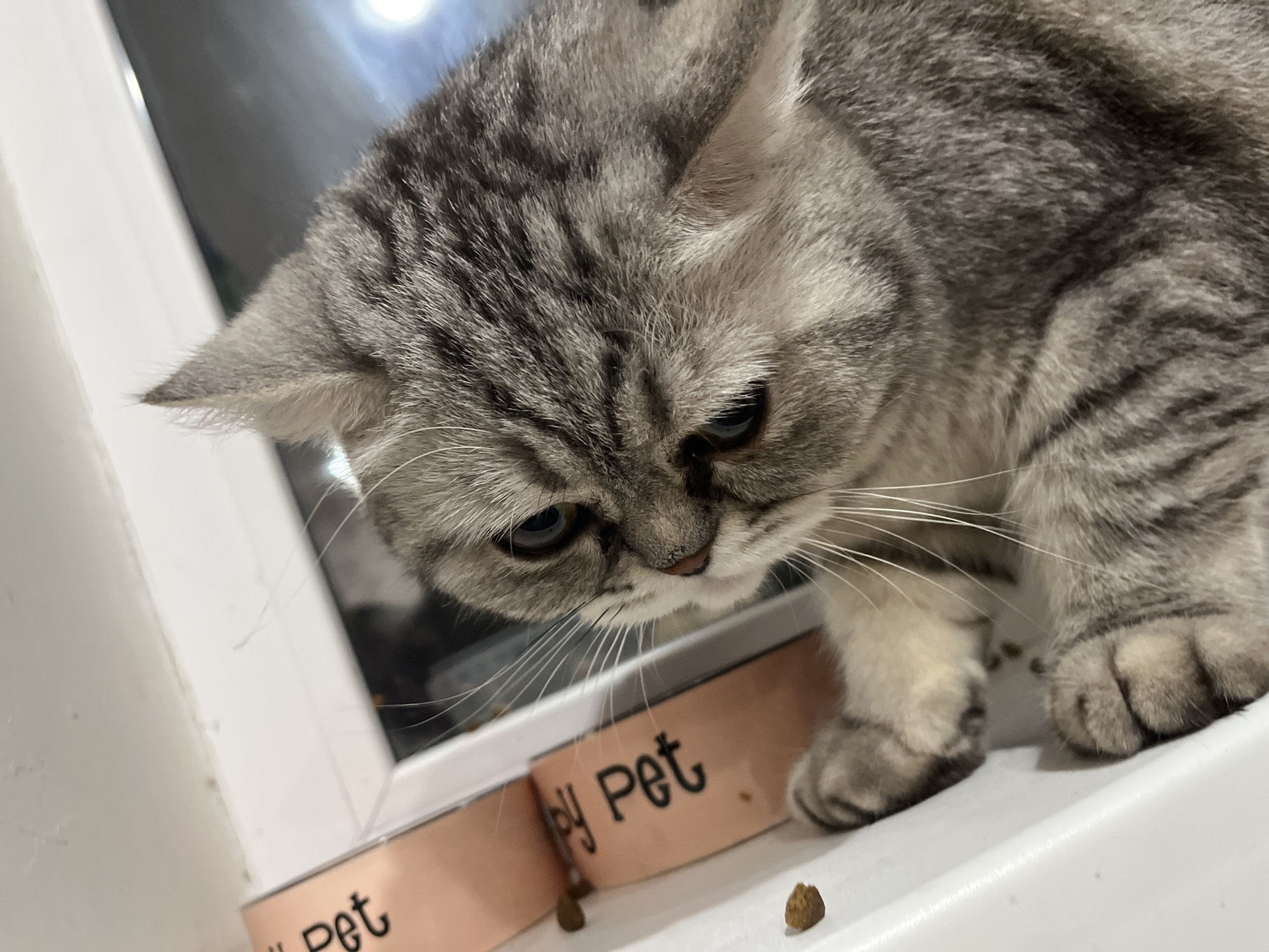 A grey tabby cat stands on a white surface next to two peach-colored bowls labeled "Happy Pet" in black lettering. A few pieces of brown kibble are scattered around the bowls and the surface the cat is standing on. The cat is looking down at the bowls. Through the window, a blurry light is seen. The location is not specified, so it cannot be determined if it is Chaikovsky, Russia.