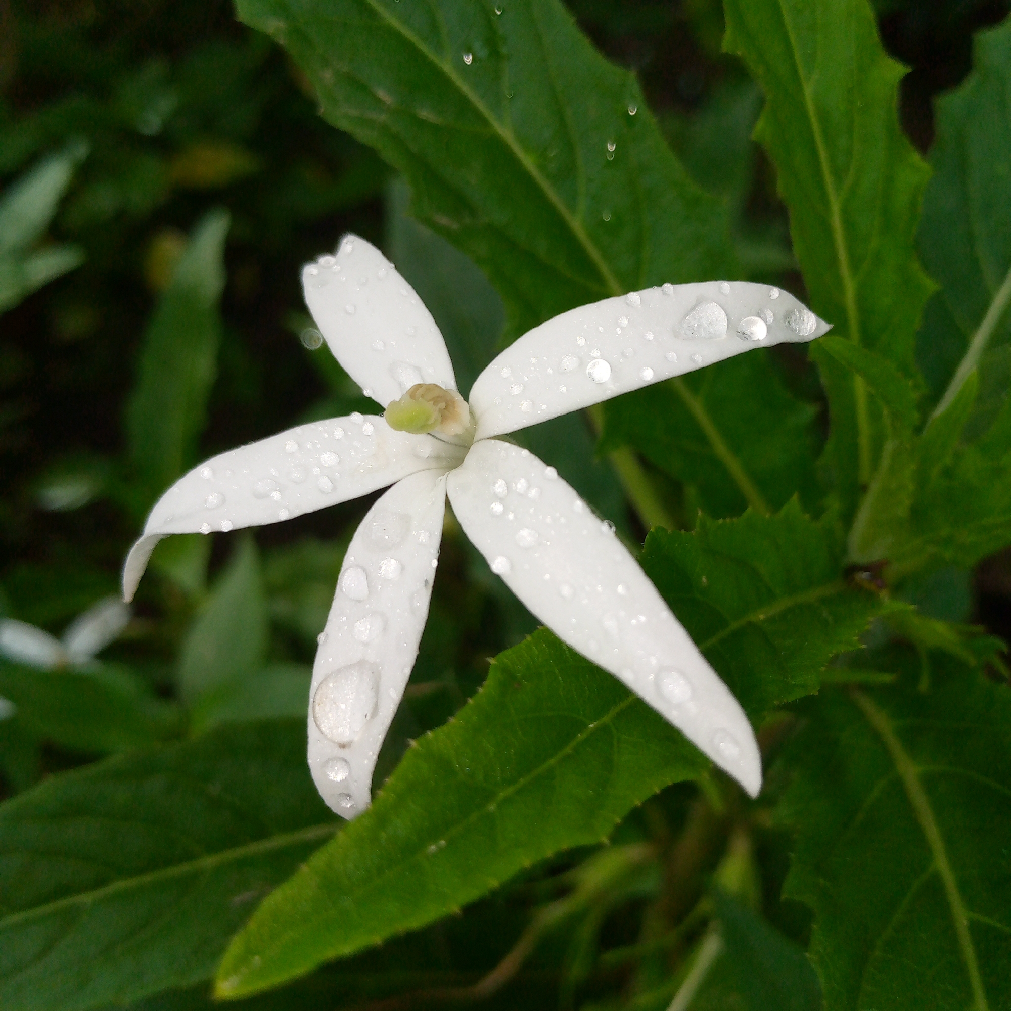 A close-up, overhead shot captures a single white flower with five delicate petals, each adorned with numerous water droplets. The flower's center features a pale green stamen. The petals are slightly curved and appear delicate. The flower is surrounded by lush, green foliage, with some leaves in sharp focus and others blurred in the background. The overall impression is one of a natural, serene scene, likely found in an outdoor environment. The image does not contain any identifiable human presence or specific urban landmarks within Meunasahblang, Indonesia.