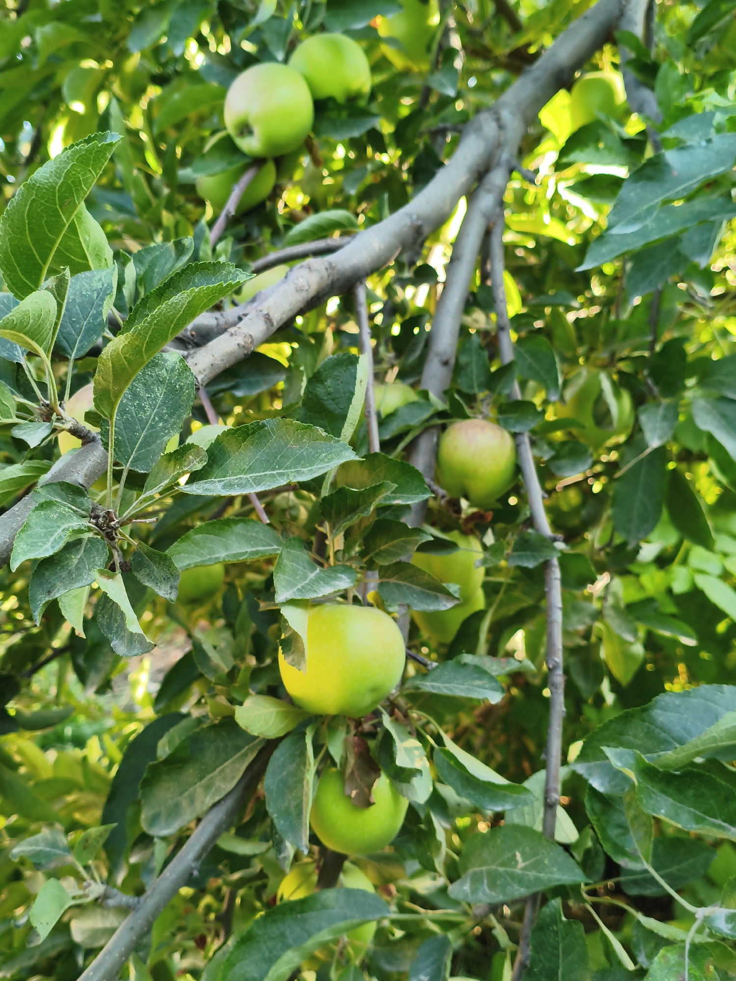 A close-up, vertically oriented shot focuses on green apples growing on a tree branch. The apples are round and slightly varied in color, with some showing a blush of red. They are interspersed with lush green leaves and the gray-brown bark of the tree. Sunlight filters through the foliage, creating a dappled effect and highlighting the textures of the leaves and fruit. The background is softly blurred, suggesting a natural outdoor environment, possibly an orchard or garden within Talas City, Kyrgyzstan. There are no people or other discernible objects in the frame. The image captures a moment of natural abundance, with the fruit nearing ripeness.