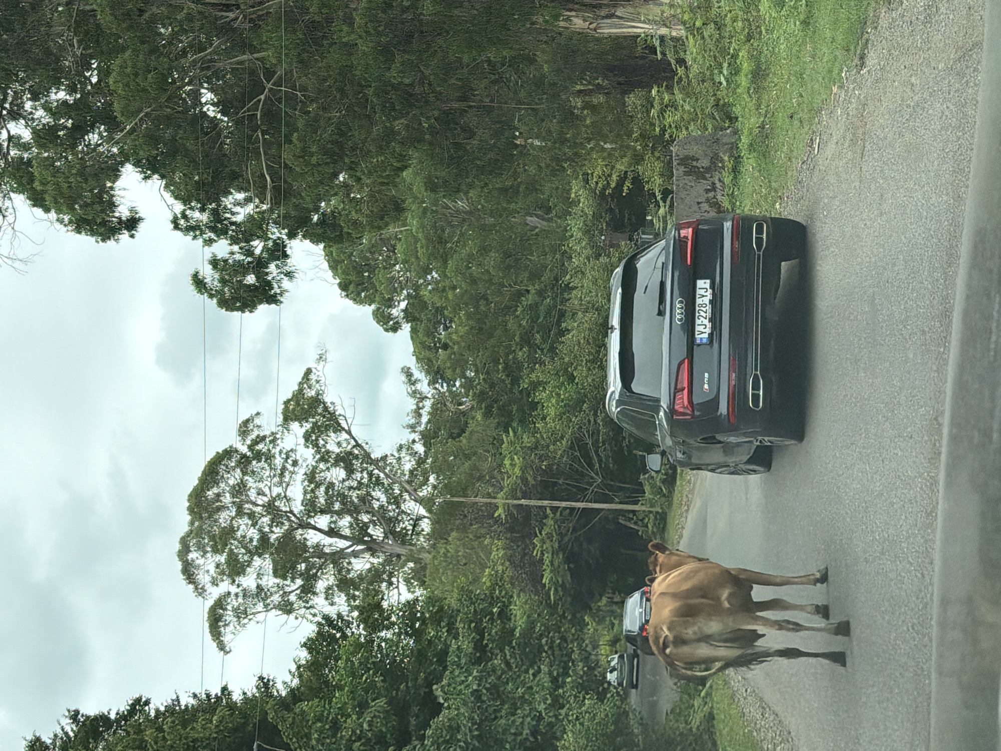 In Kveda Sameba, Georgia, on a two-lane asphalt road flanked by dense green foliage and tall trees, a brown cow stands facing away from the camera, occupying the left lane. To the right of the cow, a dark grey Audi SUV is parked on the road. Further up the road, a dark-colored sedan is visible in the left lane. The sky is overcast with grey clouds.