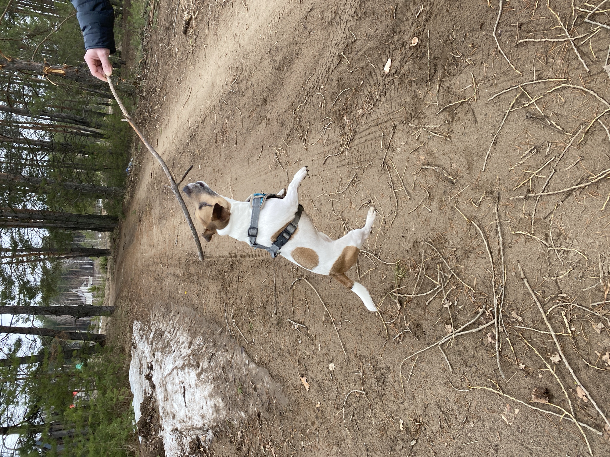The image shows a dog jumping for a stick held by a person's hand. The dog is white with brown markings and is wearing a harness. The person is wearing a dark-colored jacket. The background is a dirt path in a wooded area with patches of snow. Small branches and pine needles litter the ground. The photo was taken outside Noviy, Russia.