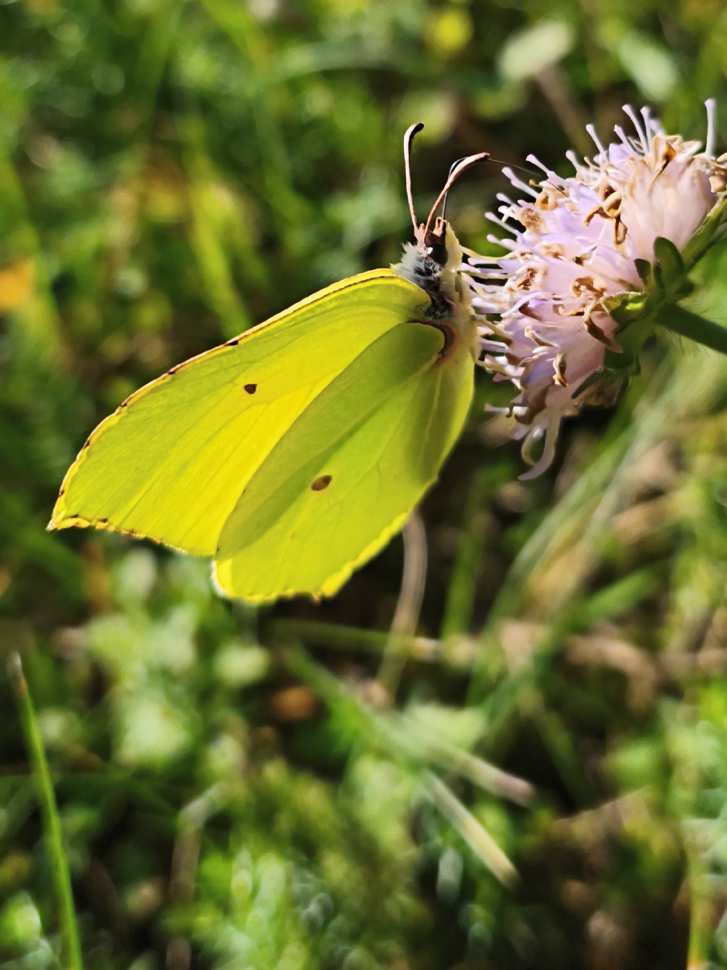 A yellow butterfly is perched on a pinkish-purple flower with many thin petals and stamens. The butterfly's wings are closed, revealing their bright yellow color with two small dark spots on the visible wing. The butterfly's head is facing the flower, and its antennae are curved upwards. The background is a blur of green grass and some lighter foliage, suggesting an outdoor, natural environment. The lighting indicates it is daytime, with sunlight illuminating the scene. There is no indication of the city of Pedase, Estonia, in the image itself.