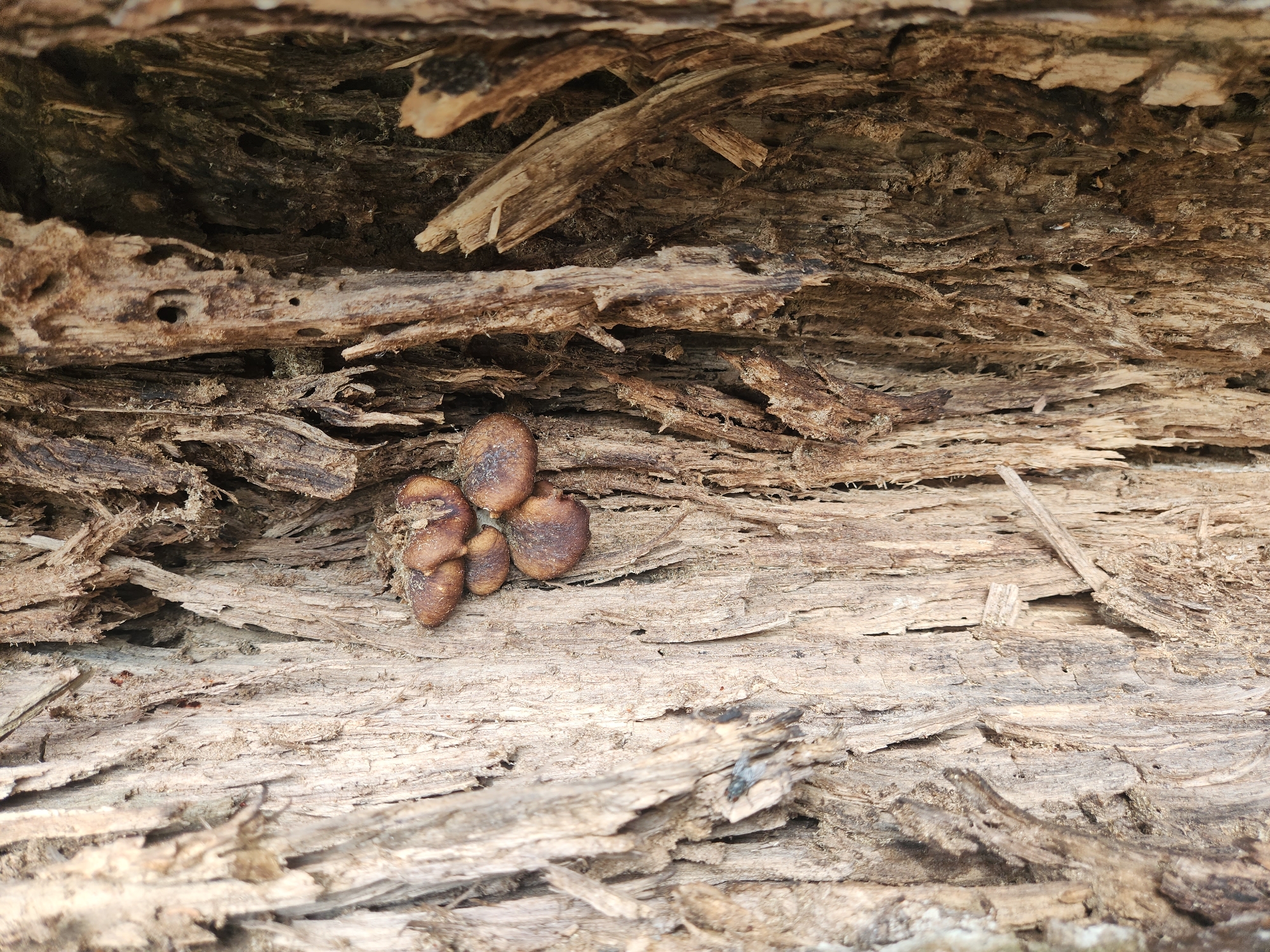 The image displays a close-up view of the textured, weathered bark of a tree trunk. Several small, brown mushrooms are clustered together within a crevice of the bark. The bark itself is deeply fissured and appears dry and aged, with some pieces flaking off. The overall environment suggests an outdoor setting, likely a wooded area. No people or specific locations within Vniissok, Russia are identifiable in the image.