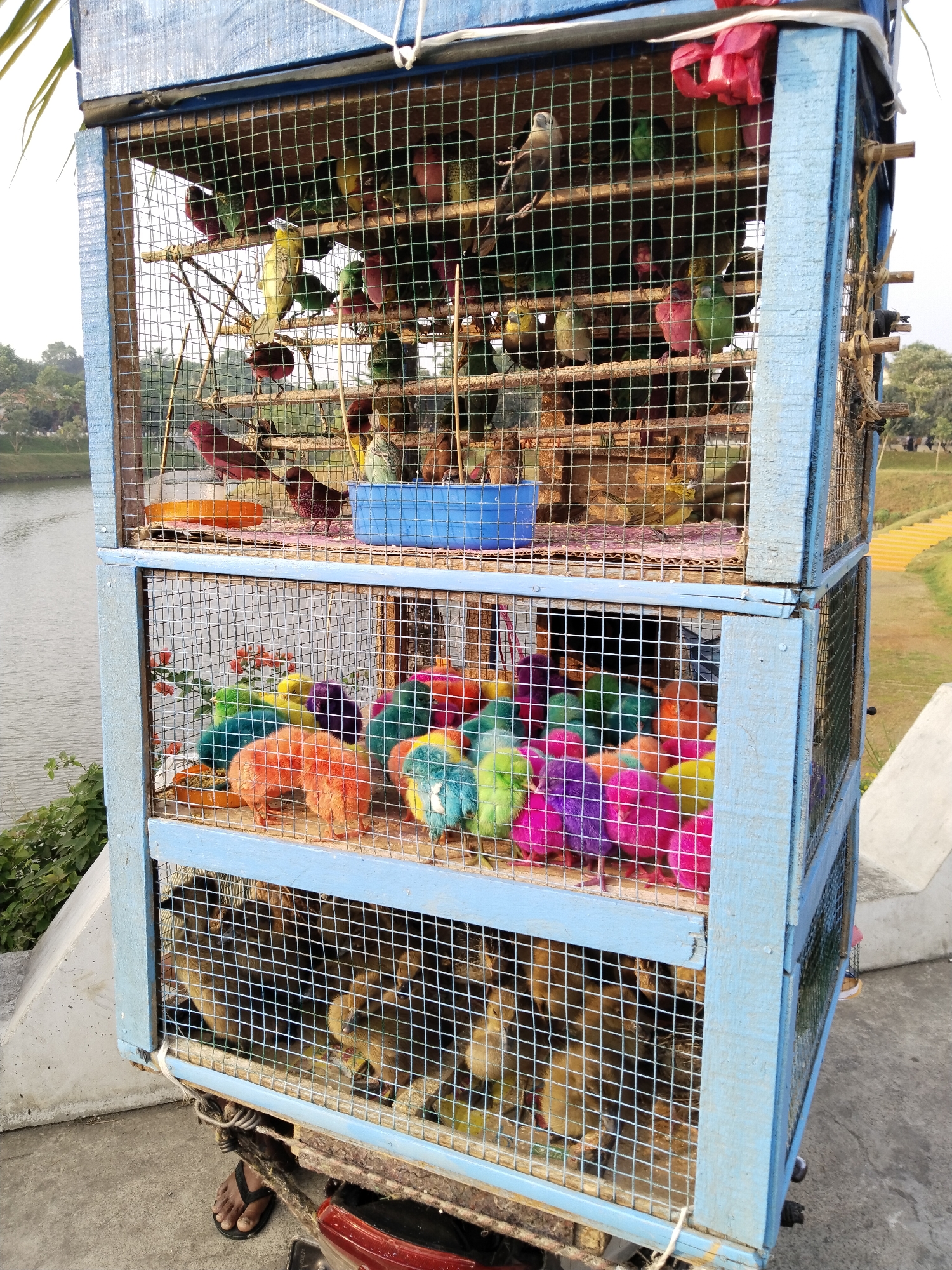 A multi-tiered blue wooden birdcage filled with various birds and chicks sits outdoors near a body of water. The top tier contains several small birds, primarily in shades of green and pink, perched on branches. The middle tier is densely packed with brightly dyed chicks in vibrant colors such as pink, yellow, green, blue, and purple. The bottom tier appears to house two to three small animals, possibly dogs or puppies, with brown and tan fur. The cage is positioned on a concrete surface, with a glimpse of a red vehicle or object below. In the background, there is a body of water, green foliage, and a yellow staircase leading up a grassy incline. A person's feet wearing black flip-flops are visible at the bottom of the image, indicating their presence near the cage. The overall scene depicts a roadside or market stall setup for selling birds and chicks.