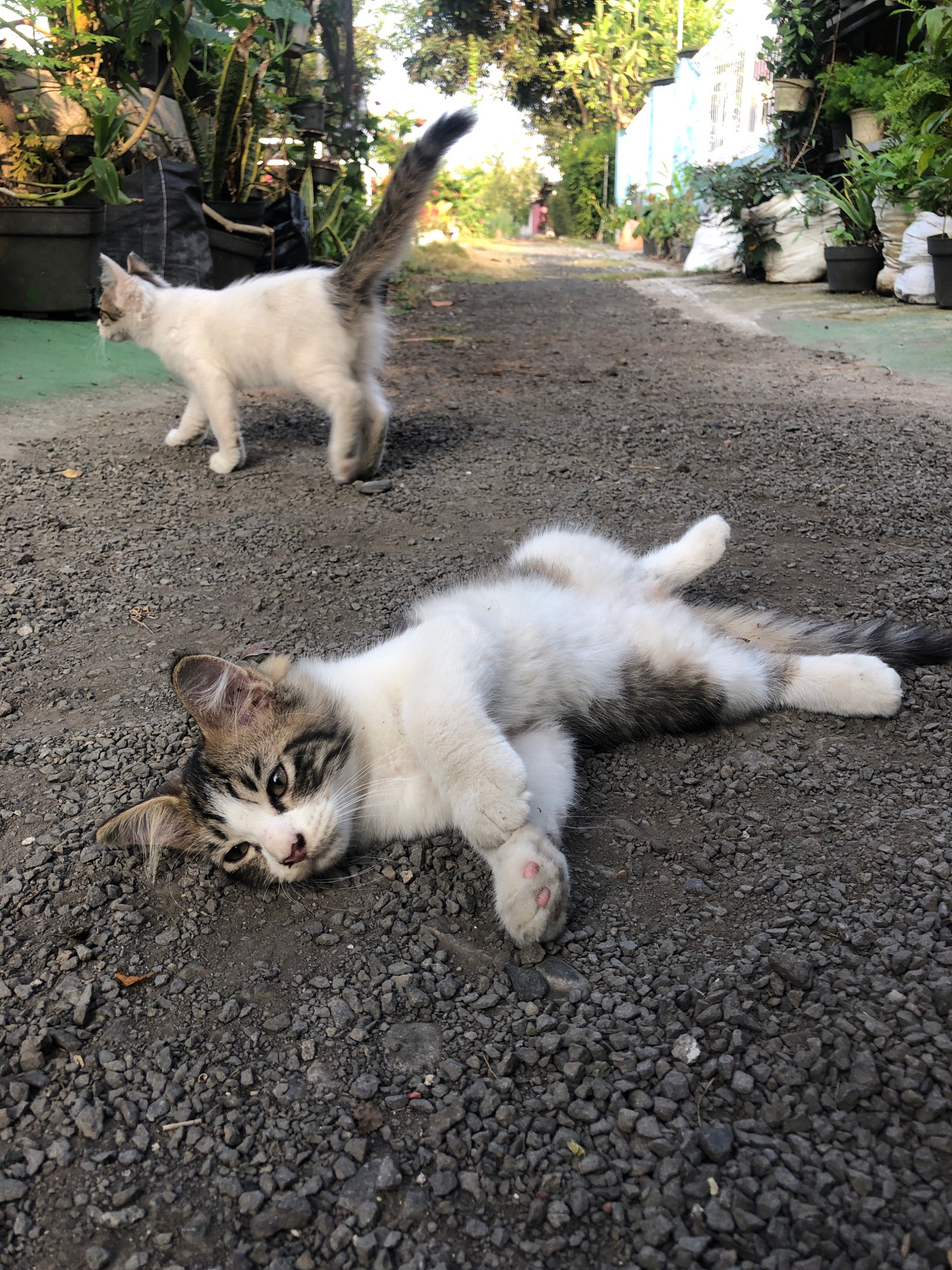 Two kittens are in the foreground of the image, on a gravel path. One kitten is lying on its back, with its belly exposed. The other kitten is standing and looking away from the camera. In the background, there are plants and a blue and white building. The scene appears to be in Kober, Indonesia. The lighting suggests it is daytime.