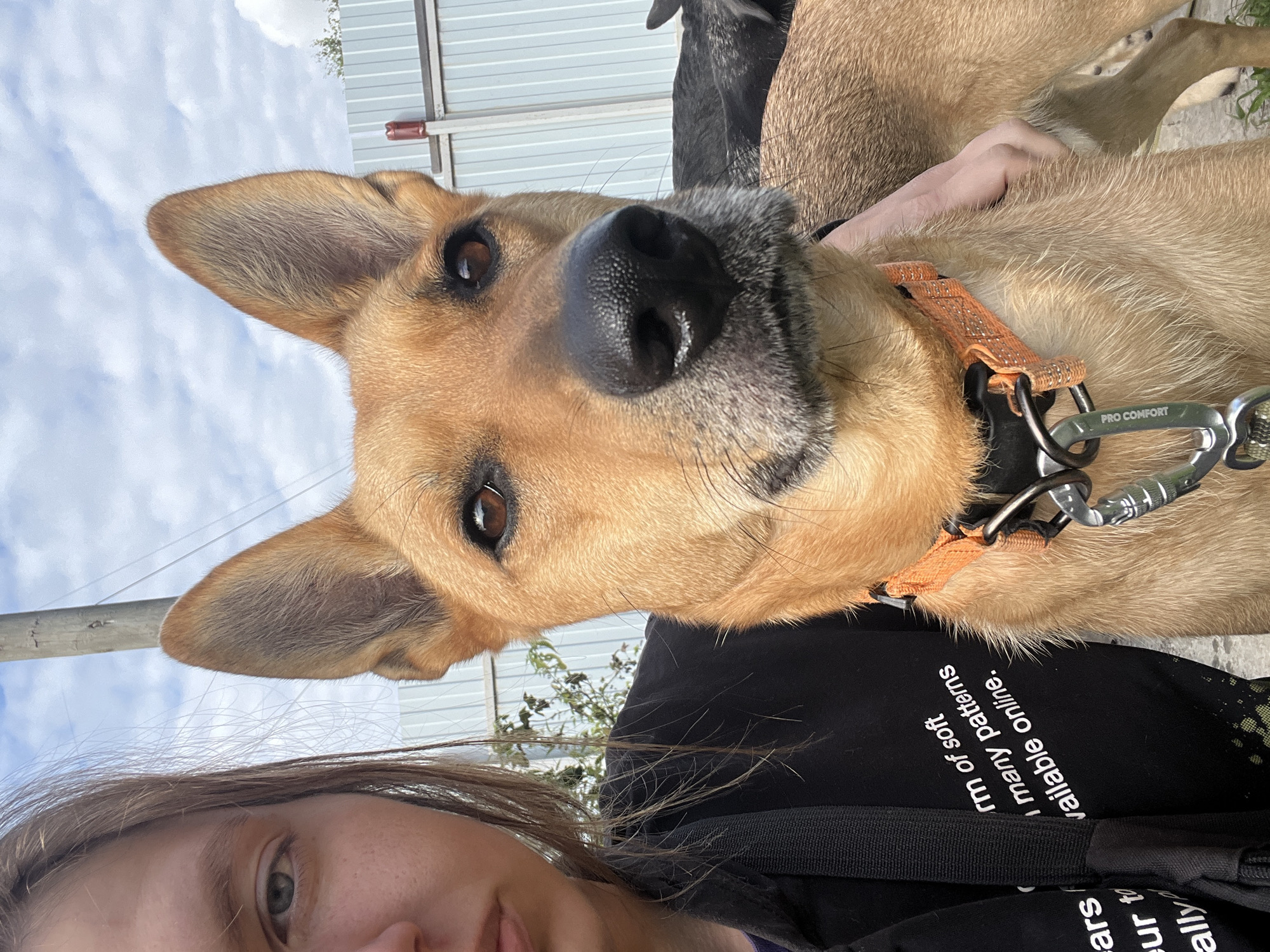 A young woman with long brown hair, wearing a black shirt, takes a selfie with a tan dog. The dog has upright ears, brown eyes, and a black nose, and is wearing an orange collar with a leash clip attached. The woman's face is partially visible on the left side of the frame, and she appears to be looking at the camera. The dog is looking directly at the camera. In the background, a light-colored metal fence and some greenery are visible. A utility pole with wires is also present. The sky is blue with scattered clouds. The scene appears to be outdoors, possibly in a yard or park. There is no specific information that allows for identification of the location in Nizhny Tagil, Russia.