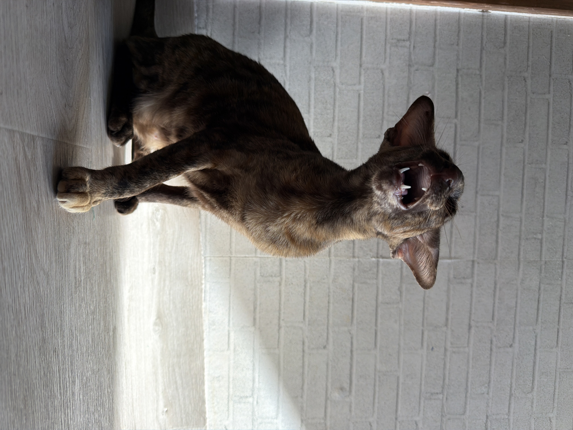 A brindle-colored Oriental Shorthair cat with large ears is sitting on a light-colored wooden floor in front of a white brick wall. The cat is looking upwards and has its mouth open, revealing sharp teeth, in what appears to be a yawn or a meow. Sunlight streams in from the right side of the image, casting a shadow on the wall and floor. The overall setting suggests an indoor domestic environment. There is no indication of the city of Chaikovsky, Russia, in this image.