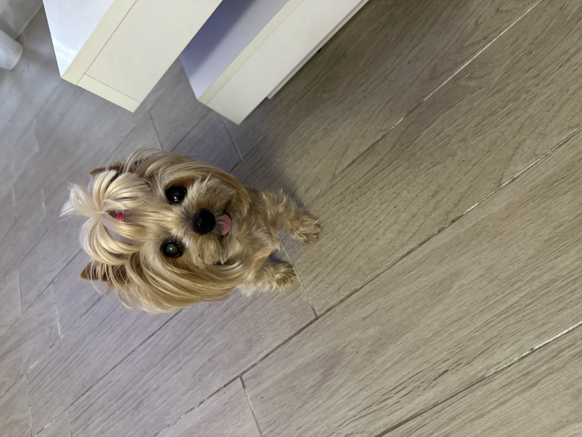A small, light-haired dog, resembling a Yorkshire Terrier, is the primary subject of this image, captured from an overhead perspective. The dog has long, silky, blonde-to-light-brown fur, with a pink hair tie holding its top-knot. Its dark eyes are looking directly upwards towards the camera, and its small pink tongue is slightly extended, giving it an alert and curious expression.
The dog is positioned on a light-colored wooden plank floor, which covers most of the lower and right portions of the frame. The planks have a subtle grain and are arranged horizontally. In the upper left corner and extending into the background, a white, angular object, possibly a piece of furniture like a cabinet or a large box, is visible. The lighting is soft and even, suggesting an indoor setting, likely a home in Sofia, Bulgaria. No specific activity is taking place other than the dog looking attentively at the camera. There is no visible text in the image.