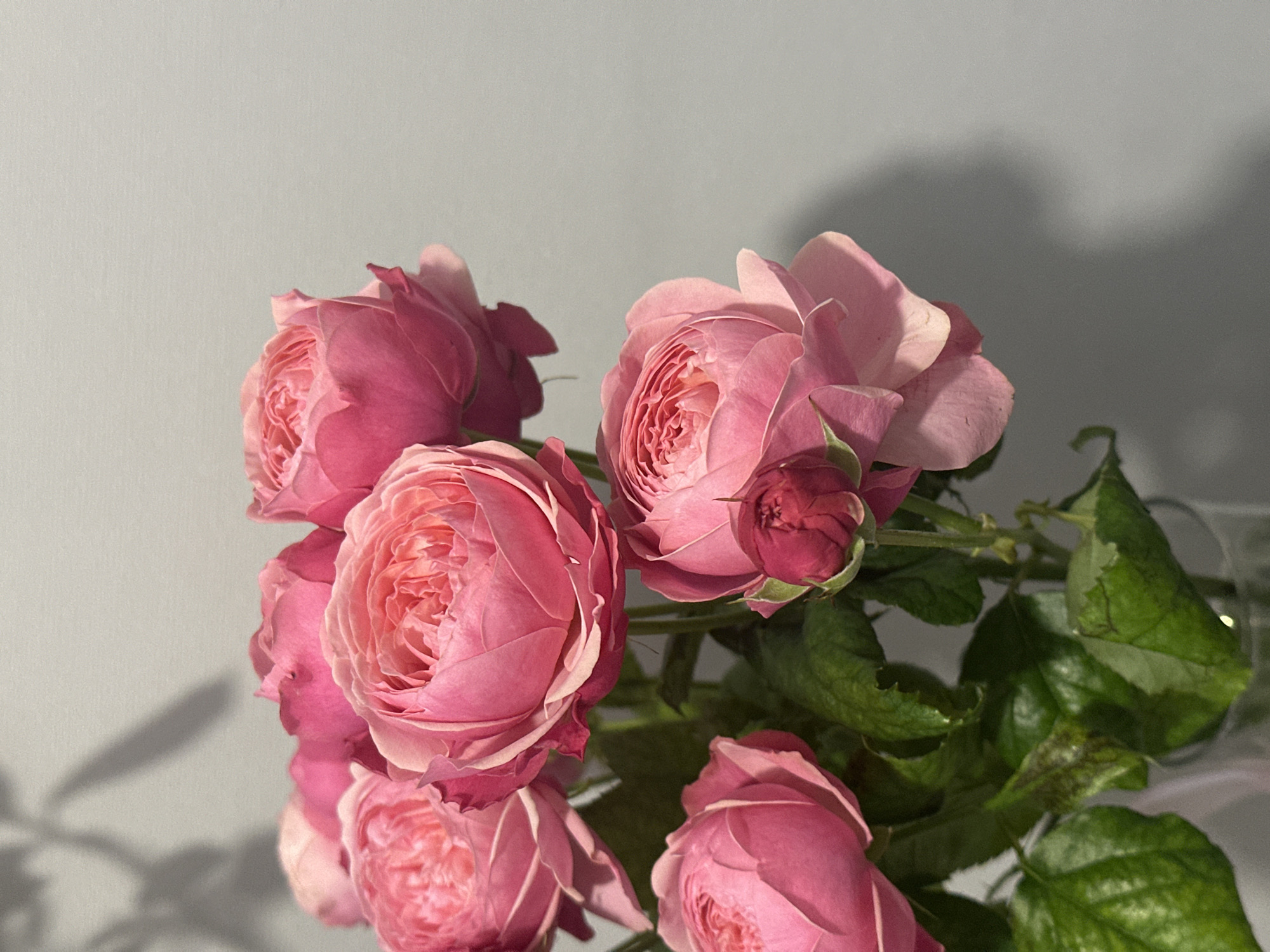 A close-up shot depicts a bouquet of pink roses with green leaves against a light gray background. The roses are in various stages of bloom, with some fully open and others still tightly budded. The lighting casts soft shadows on the background, suggesting an indoor environment. Kazan, Russia is not evident in the image.
