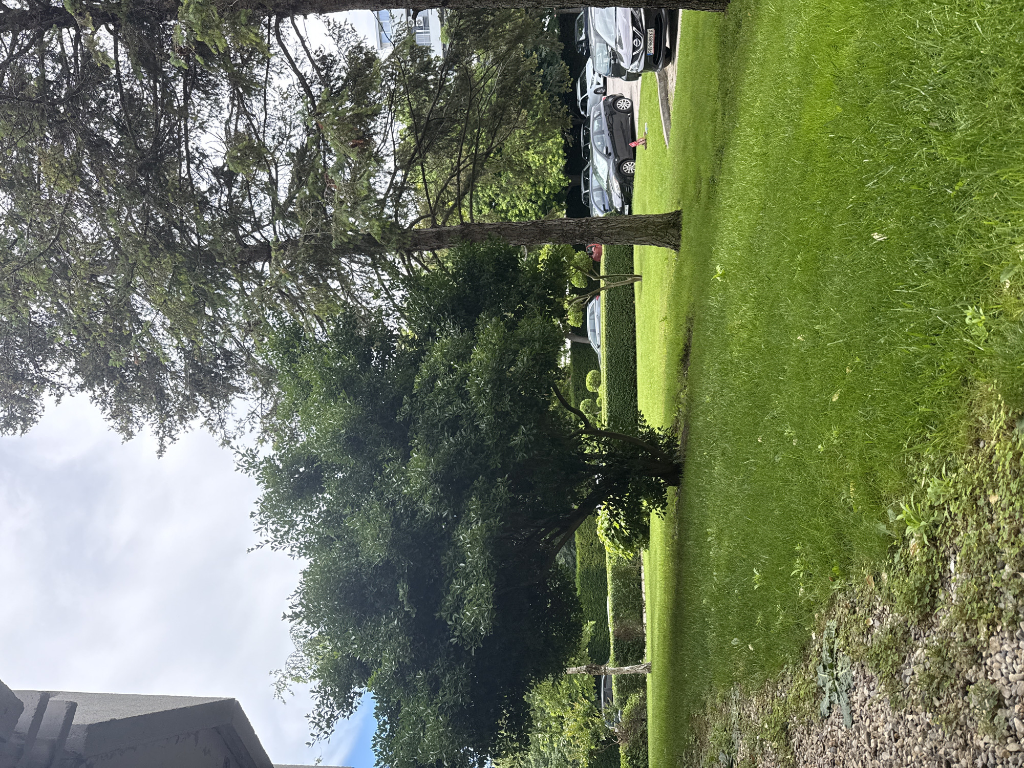 The image depicts an outdoor scene in Varna, Bulgaria, likely a residential area or a park adjacent to buildings. In the foreground, a well-maintained lawn of bright green grass stretches across the frame. To the left, a narrow pathway of gravel and small stones is visible, bordered by more greenery.
Dominating the midground is a lush, dense green tree with a broad canopy, casting a shadow on the lawn. Behind this tree, a manicured hedge forms a clean line, suggesting a landscaped environment. Further back, a row of parked cars, including a dark-colored hatchback with a license plate reading "PB 9688 KX", is visible on a paved surface, indicating a parking lot.
Tall evergreen trees, possibly firs or pines, stand to the right of the central tree, their branches reaching towards a cloudy sky. The background reveals parts of modern buildings with visible windows, further confirming an urban or suburban setting. The overall impression is one of a tidy, green space within a developed area. There are no people visible in the image.