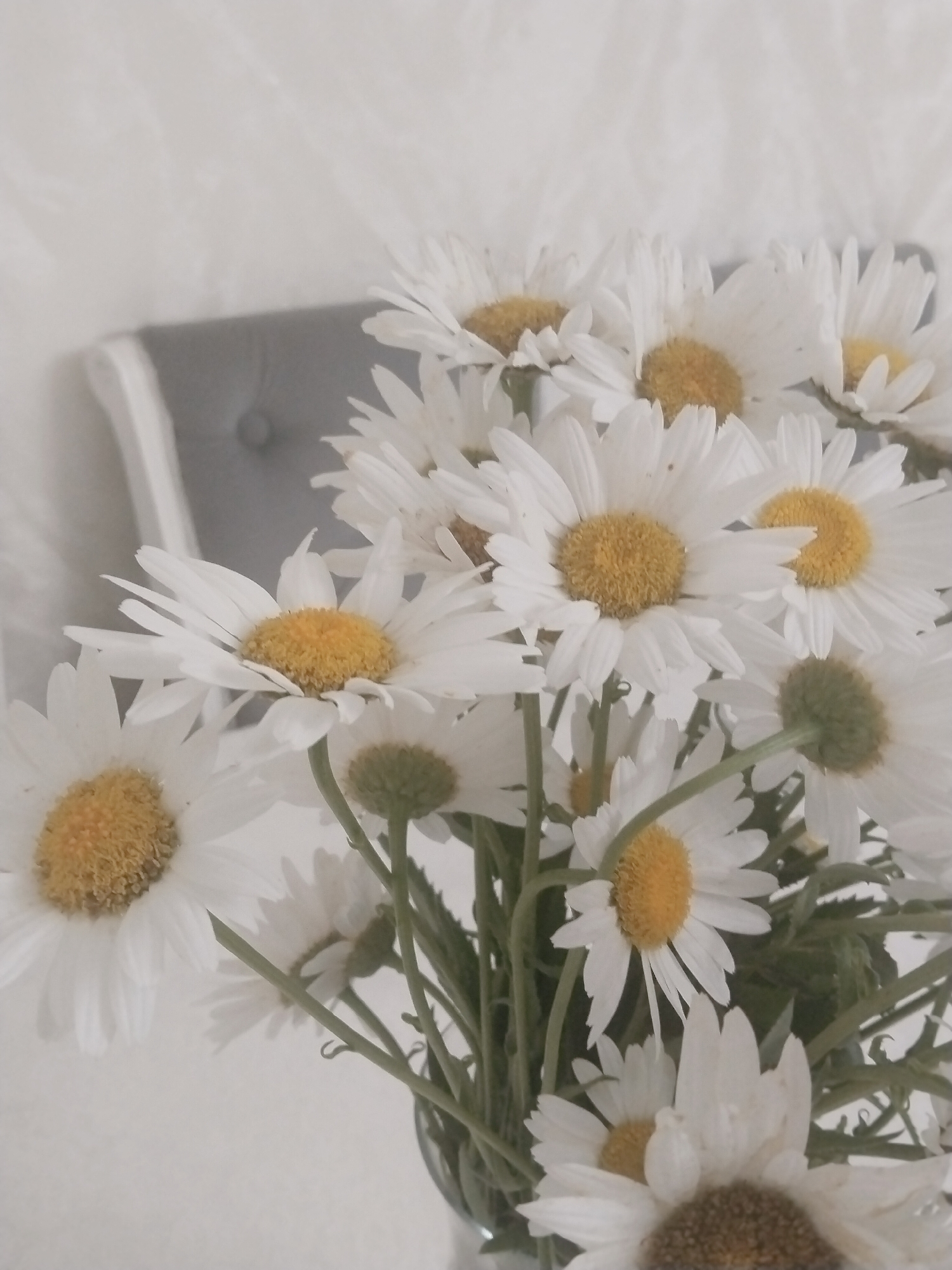 The image features a close-up, soft-focus shot of a bouquet of white daisies with yellow centers. The daisies are arranged in a vase, the rim of which is visible at the bottom of the frame. Green stems and leaves are interspersed among the flowers. In the background, a portion of a grey tufted headboard or chair is visible against a textured, light-colored wall. The lighting is soft and diffused, suggesting an indoor setting, possibly during the daytime with natural light. The overall mood is serene and delicate. There is no visible text in the image.