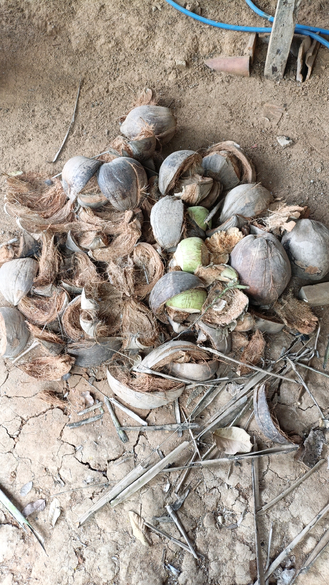 A pile of coconuts, both whole and halved, rests on dry, cracked earth. The coconuts are brown and fibrous, with some appearing to be green. Coconut husks and fibers are scattered around the pile. Dried leaves and thin, light-colored sticks are also present on the ground. In the upper right corner, a blue hose and some weathered wooden planks are visible, along with a rusted conical object. The overall scene suggests an outdoor location in a dry environment.