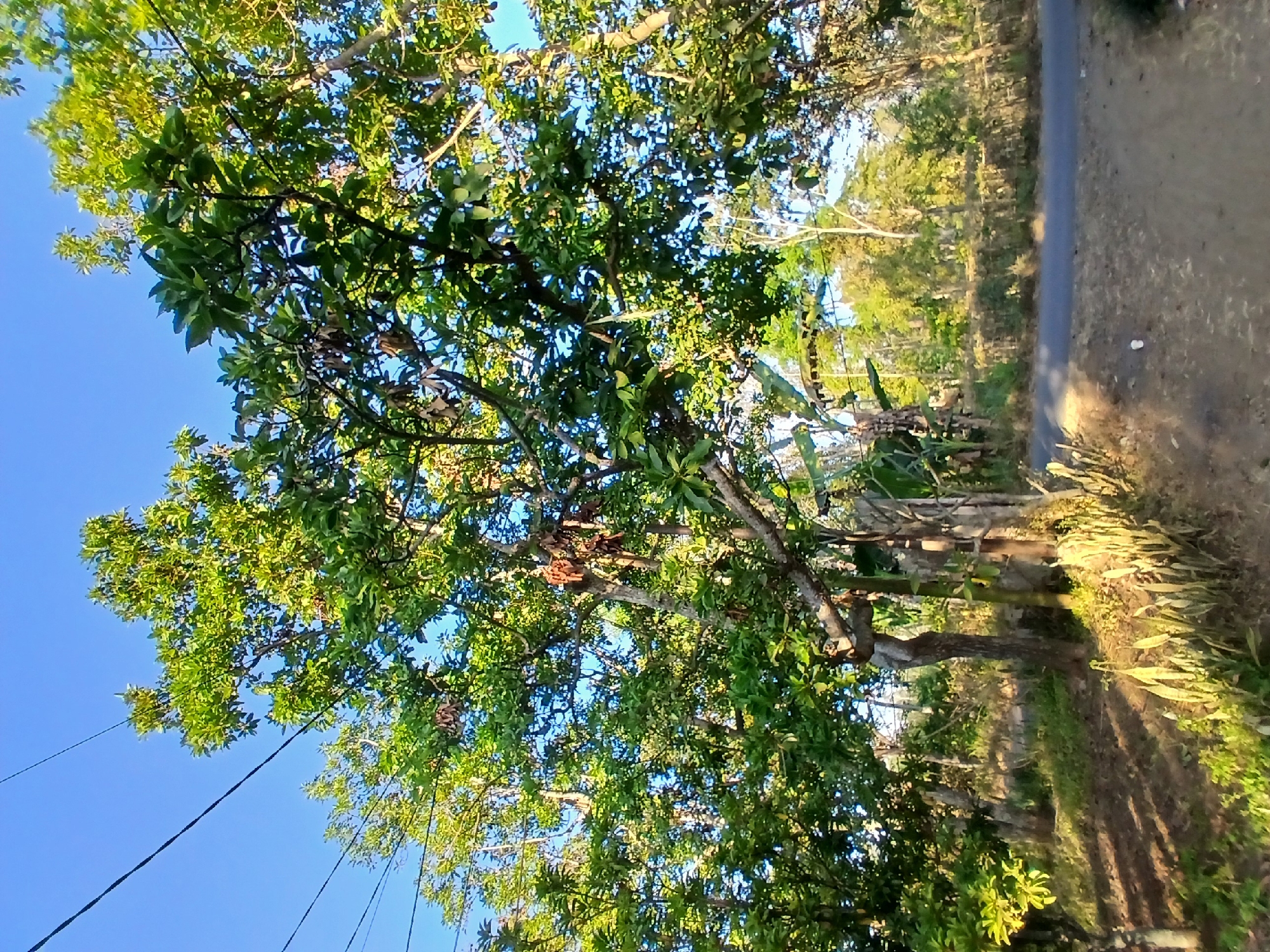 The image captures a roadside scene in the village of Sumberwringin, Indonesia. A paved road runs diagonally across the lower right portion of the frame, with a dirt path bordering it on the left. Lush green trees and vegetation dominate the landscape, with sunlight filtering through the leaves, creating dappled shadows on the ground. In the background, a line of trees suggests a natural boundary, with a clear blue sky overhead. Overhead, black electrical wires are visible, crisscrossing the sky. The overall impression is one of a rural, natural environment with signs of human infrastructure. There are no people or animals visible in the image.