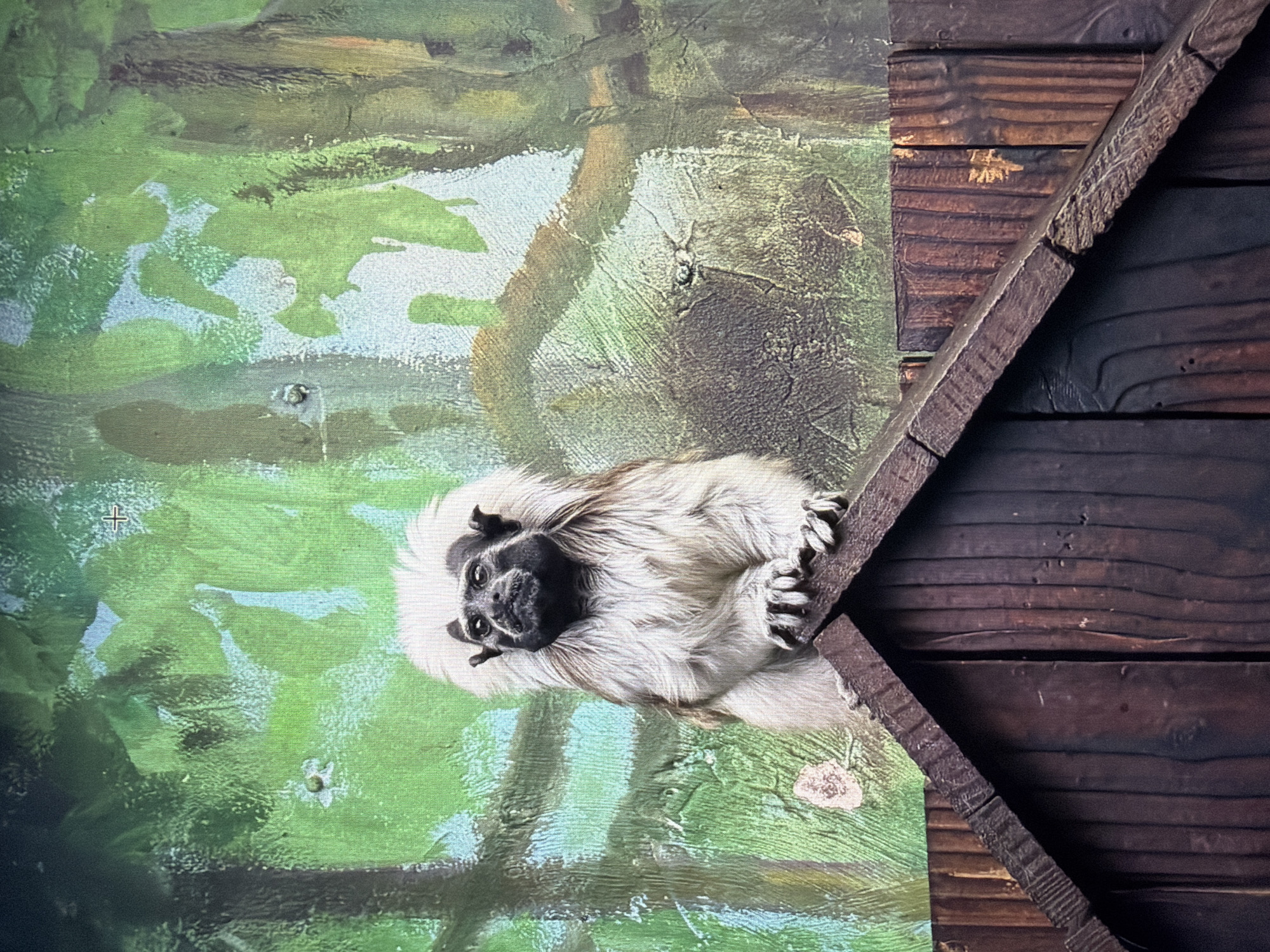The image shows a cotton-top tamarin monkey on a painted forest backdrop. The backdrop appears to be inside an enclosure, possibly in a zoo or wildlife park. Adjacent to the backdrop is a dark, weathered wooden structure with visible grain. The scene may be located in the City of Medan, Indonesia.