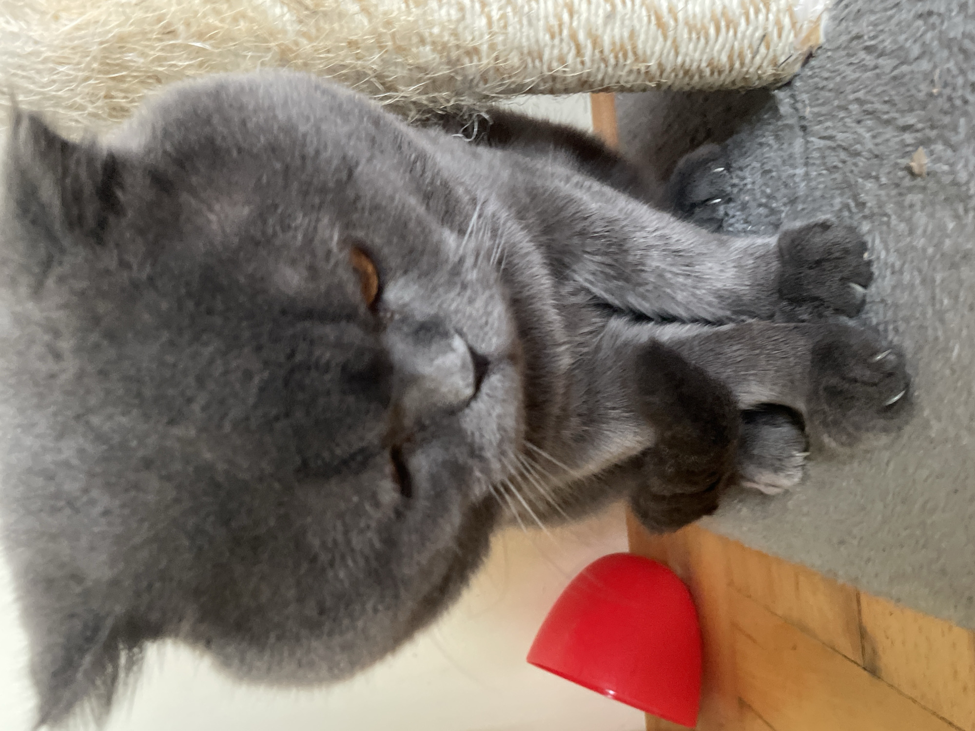 An adult British Shorthair cat with gray fur and orange eyes sits on a gray carpeted surface next to a scratching post. The cat is facing downwards, looking towards its paws. To the left of the cat, on a wooden floor, is a bright red, dome-shaped object, possibly a toy. The background consists of a white wall. The scene is indoors, suggesting a domestic environment.