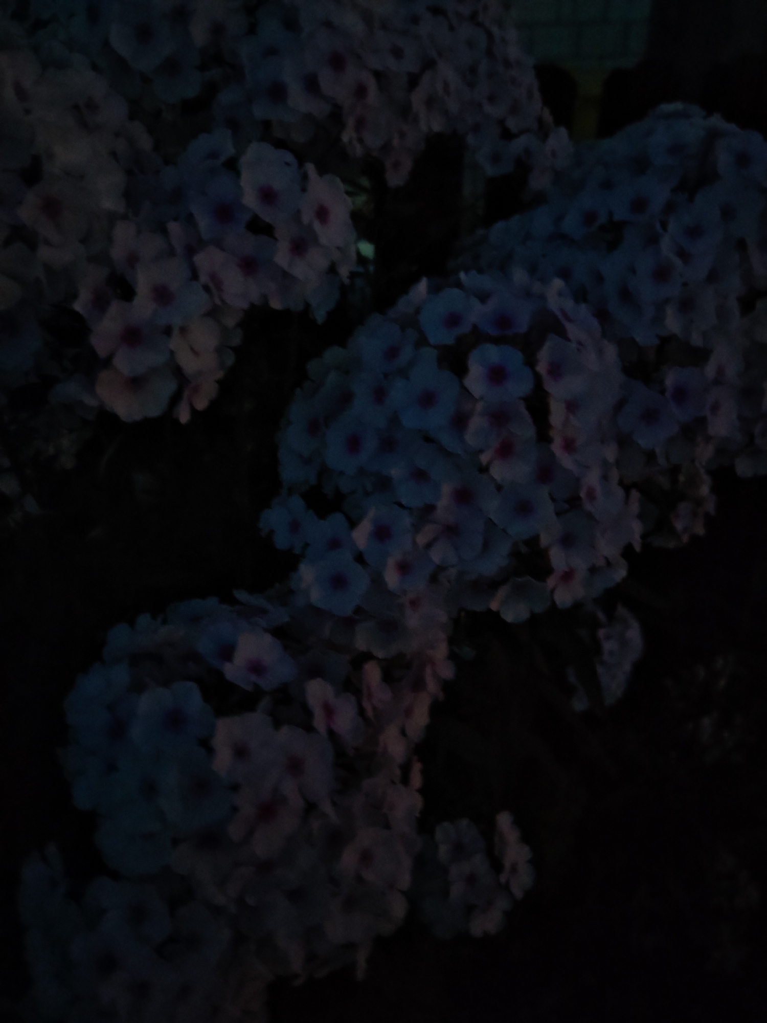 The image shows a close-up of a cluster of pale pink and white flowers with dark pink centers. The flowers are densely packed and appear to be in bloom. The background is dark and out of focus, suggesting a low-light environment, possibly evening or nighttime. There are no people or visible structures in the image. The location in the city of Homyel, Belarus, is not discernible from the visual information provided.
