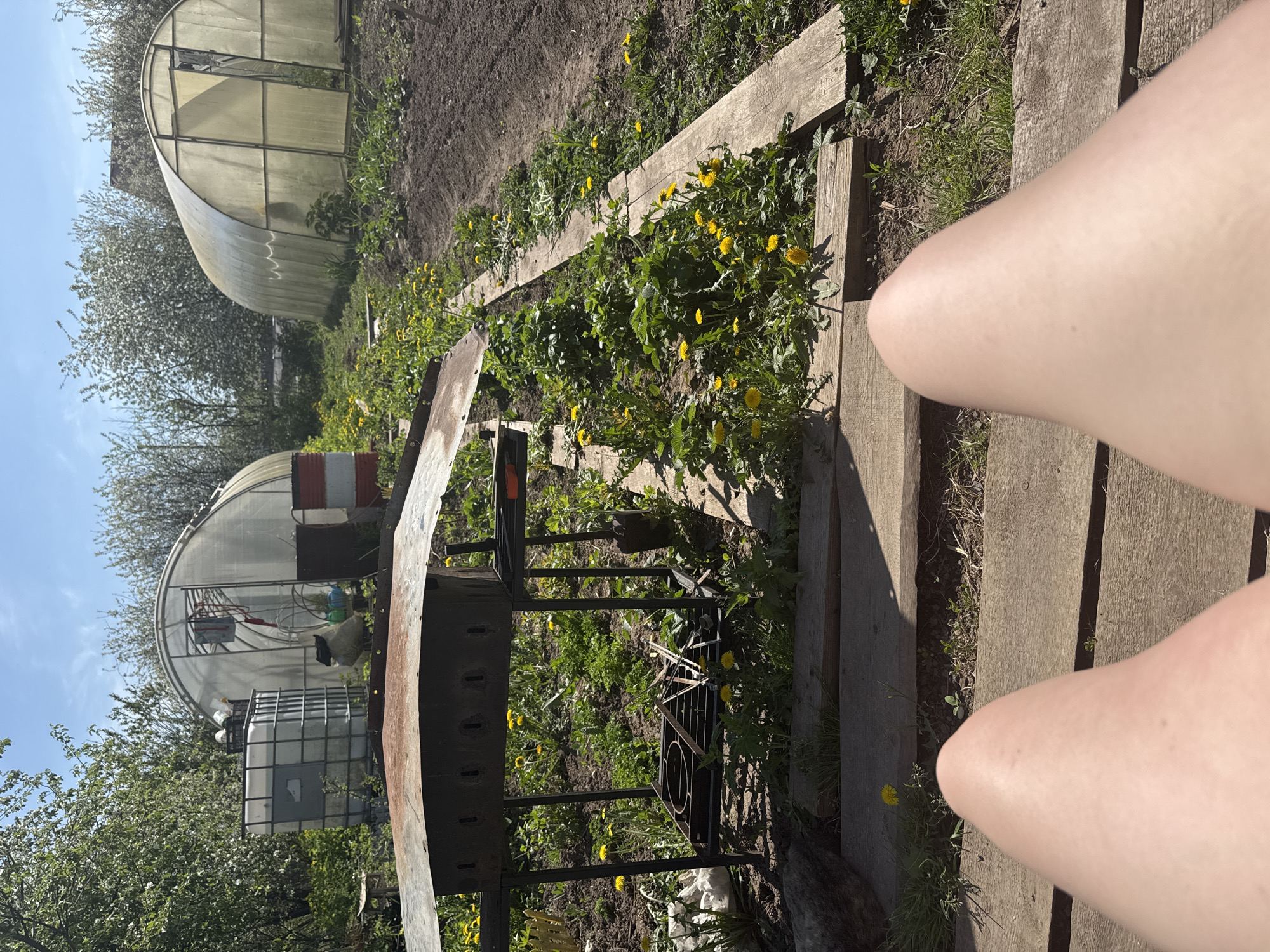 The image shows a garden scene, likely located in Фоки, Russia. Two greenhouses are visible in the background, one partially obscured by trees. A garden bed is bordered by wooden planks and contains greenery and yellow dandelions. An old barbecue grill stands in the foreground. A pair of human legs is partially visible, positioned on wooden planks that appear to be steps or a walkway. The sky is blue with some clouds.