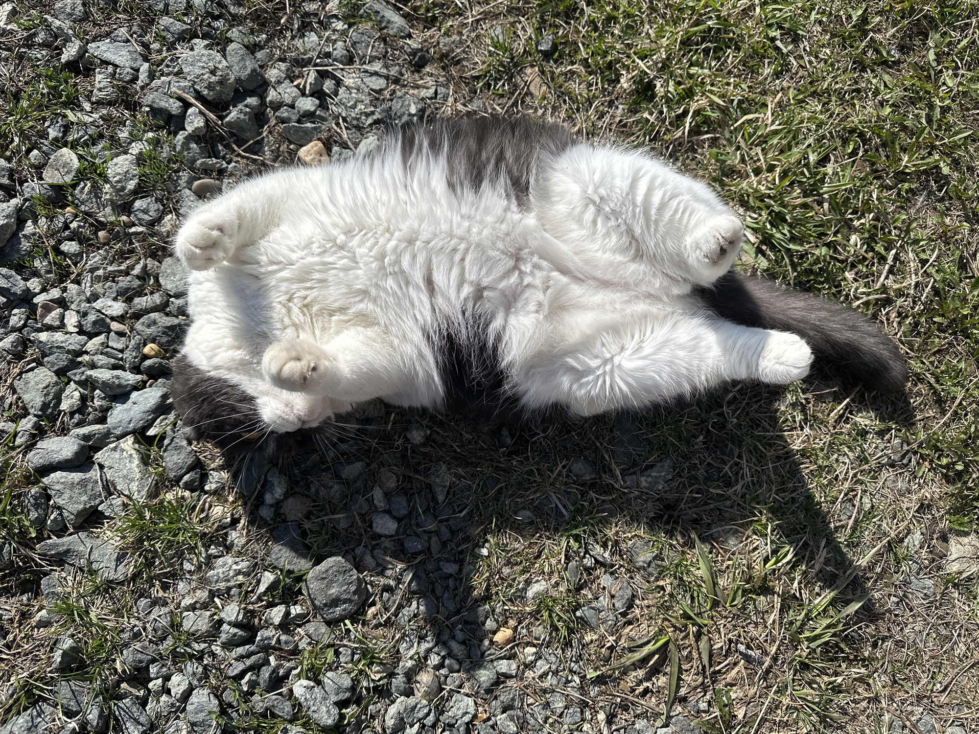 A fluffy white and dark grey cat lies on its back, fully stretched out and relaxed, on a patch of ground. Its white belly and curled-up paws are prominently visible, while its dark grey fur is seen on its back, head, and tail. The cat's long, soft fur appears bright under the direct sunlight. The ground beneath the cat is a mixture of small grey rocks and pebbles, sparse dry grass, and small patches of green grass. Strong sunlight casts distinct shadows from the cat and other objects on the ground, indicating a clear, sunny daytime. The cat appears calm and content, possibly sunbathing. There is no visible text in the image. The setting is an outdoor, unpaved area, consistent with the location context of Kharnavy, Russia.