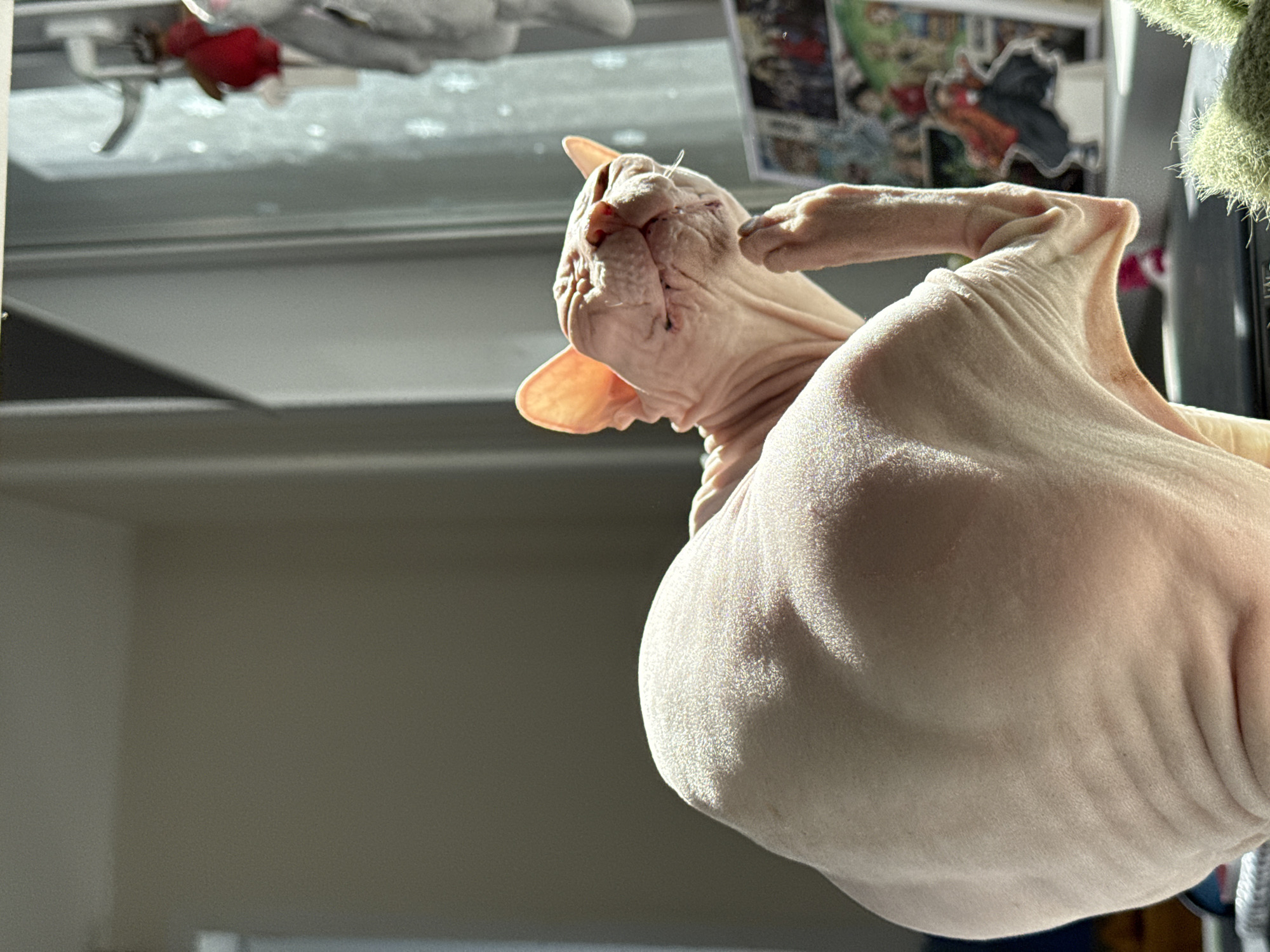 A hairless cat, likely a Sphynx breed, is bathed in sunlight, its wrinkled skin illuminated by a warm glow. The cat is positioned on a surface that appears to be a desk or table, with a blurred background suggesting an indoor setting. To the right of the cat, a window is visible, with objects hanging on the wall that could be decorations or toys. In the lower right corner, a fuzzy green object, possibly a plant or a textile, is present. The overall scene conveys a sense of relaxation and comfort as the cat enjoys the sun's rays. The location in Krasnoyarsk, Russia, is not discernible from the visual elements in the image.