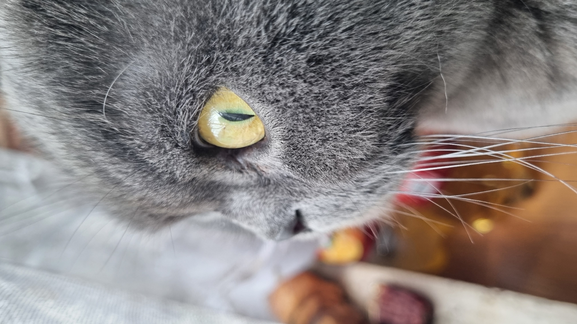 A close-up, profile view of a grey cat's face is captured in this image. The cat's eye, a striking yellow-green, is clearly visible, with a vertically slit pupil. Its fur appears dense and short, with prominent whiskers fanning out from its muzzle. The background is blurred, but hints of other objects suggest an indoor setting. The image is taken in Vysokoe, Russia.