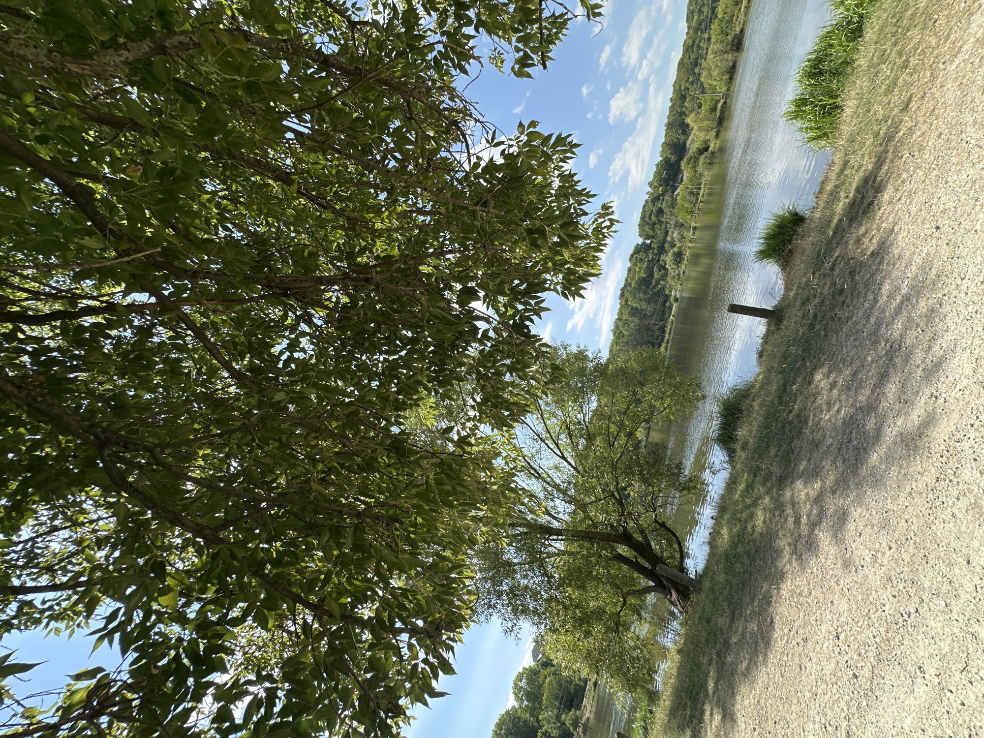 The image depicts a sun-dappled lakeside scene, likely in Makiv, Ukraine, as suggested by the provided context. The foreground is a path of light-colored gravel and dirt, with shadows cast by overhead trees. To the left, a grassy embankment slopes down towards a calm body of water. A large tree with green foliage, its branches extending into the frame, dominates the upper portion of the image, obscuring some of the sky. Beyond the embankment, a serene lake reflects the blue sky, which is dotted with white, wispy clouds. The opposite shore is lined with a dense, green forest and rolling hills. A single wooden post stands near the water's edge on the left bank. The overall impression is one of natural tranquility on a clear day.
