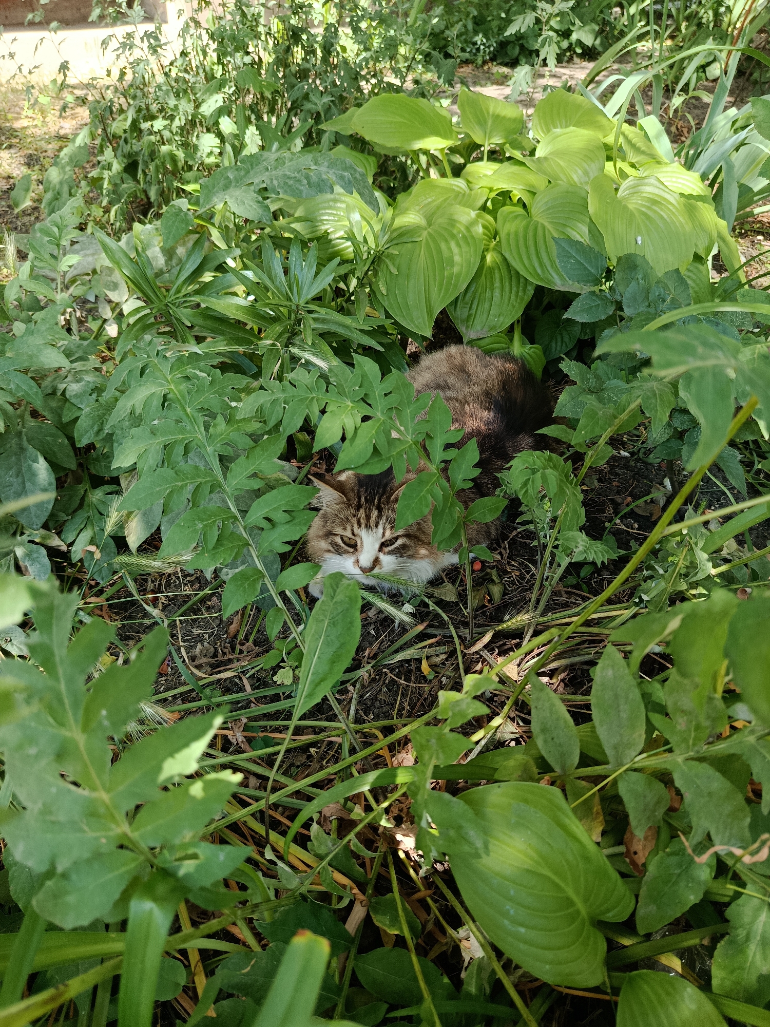A tabby cat with brown, black, and white fur is nestled amongst dense green foliage and dry leaves on the ground. The cat is lying down and its head is tilted slightly upwards, with its eyes visible. The environment appears to be an outdoor garden area, with various types of plants and undergrowth. The lighting suggests it is daytime, with sunlight filtering through the leaves.