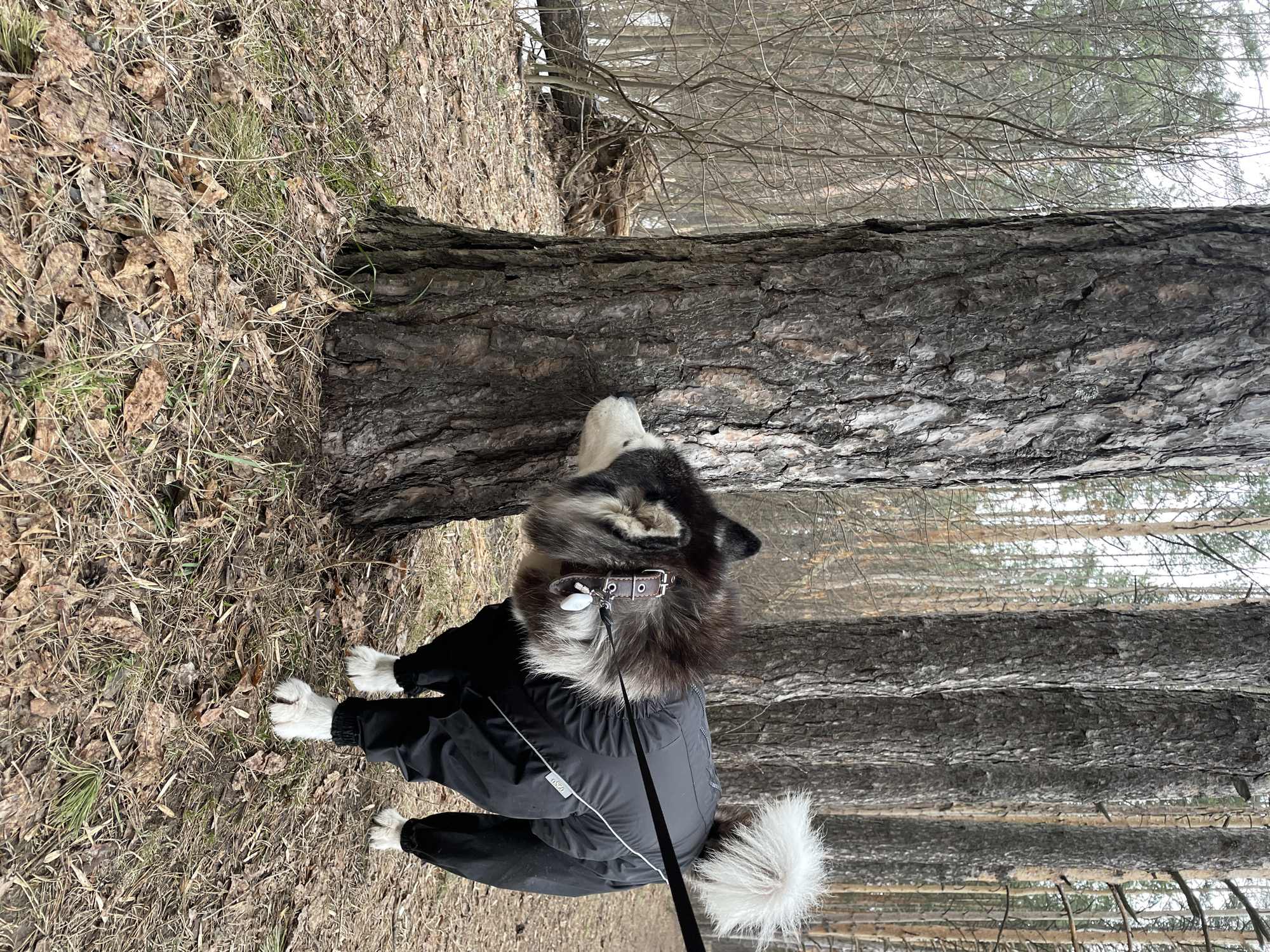 A husky dog, dressed in a black winter jumpsuit, is standing near a tree in a forest in Izhevsk, Russia. The dog is looking up at the tree. The ground is covered in dry leaves and grass. Other trees are visible in the background, with bare branches.