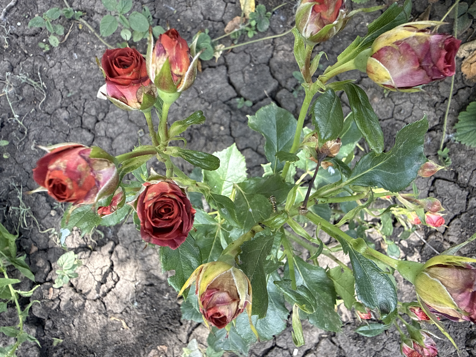 A cluster of red roses, some in bloom and some as buds, grows in the dry, cracked earth of Bereznehuvate, Ukraine. The roses have dark green leaves and are on thorny stems. Some of the blooms are partially open, revealing their layered petals, while others are tightly closed buds. The ground is dry and dusty, with visible cracks and small green shoots of other plants emerging. The lighting suggests it is daytime.
