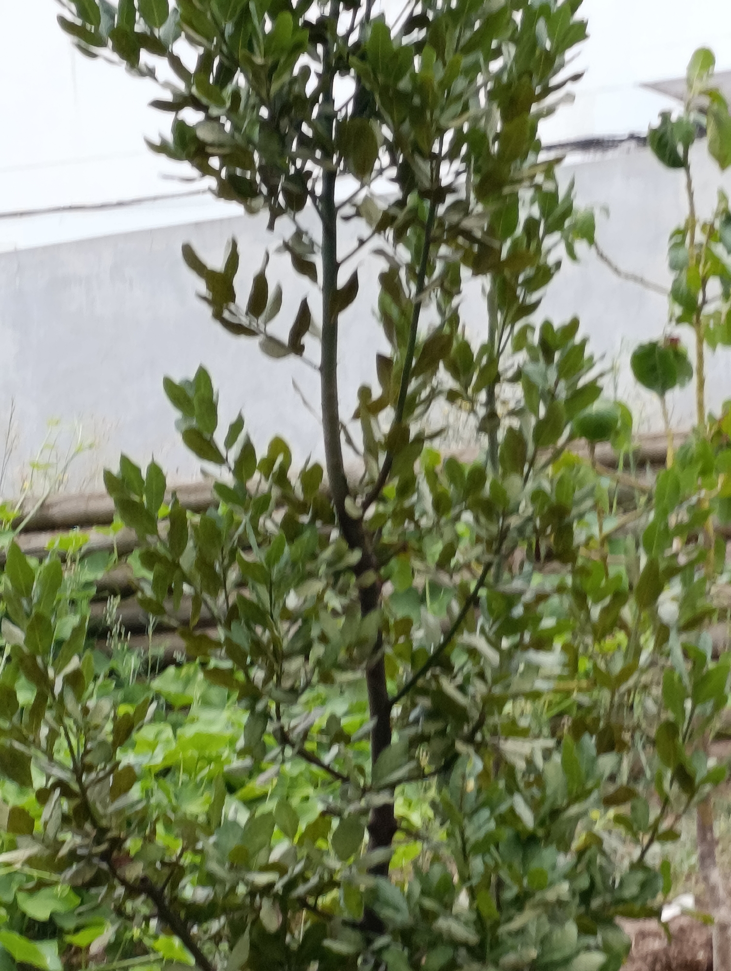 The image shows a close-up view of a bay laurel tree with lush green leaves. The tree is in the foreground, with its branches and foliage filling most of the frame. In the background, a pale, textured wall is visible, possibly part of a building or fence. To the left and right of the tree, there are hints of other greenery, suggesting a garden or outdoor setting. The lighting appears to be overcast, creating soft shadows and a diffused atmosphere. The scene is devoid of people, animals, or any discernible activity. Based on the visual cues, the image depicts a tree in an outdoor environment, likely a garden or residential area within Setúbal, Portugal.