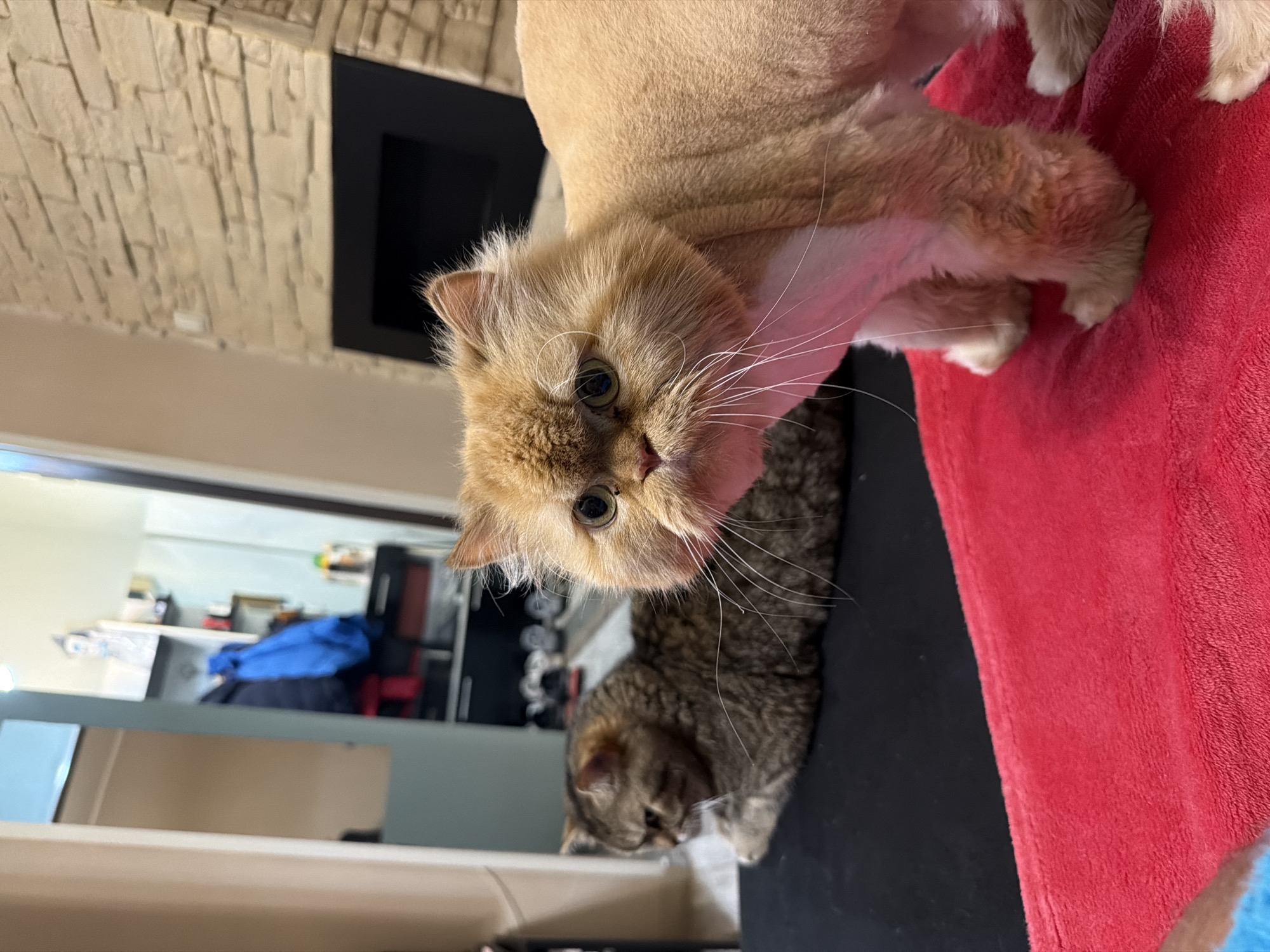 This media file, taken in Sofia, Bulgaria, captures an indoor scene featuring two cats. The image is oriented vertically, showing the subjects from a high angle looking downwards.
The primary subject is a light brown or ginger Persian cat with short-clipped fur on its body and longer, fluffier fur on its head, legs, and paws. Its face, with striking greenish eyes and prominent white whiskers, is central and looks directly at the viewer. The cat appears to be positioned on a vibrant red, textured blanket or towel, with some of its white-tipped paws visible on the fabric. The short body fur suggests a recent grooming session.
Below and slightly to the right of the main cat's head, a second cat is partially visible. This cat is a brown and black striped tabby, lying down on a dark, possibly black, surface next to the red blanket.
The background reveals a stone-clad wall with an integrated black fireplace insert in the upper left. A reflective surface, likely glass or a mirror, occupies the middle ground, showing a blurred interior room with various objects, including a blue fabric item and light-colored furniture, implying a residential or salon setting. The foreground shows a light-colored surface, possibly a window sill or table edge. The lighting suggests it is daytime. No discernible text is present.