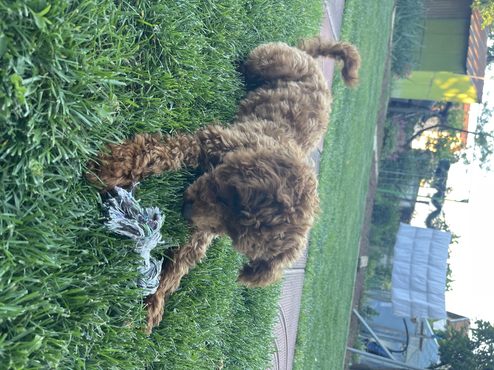 A brown, curly-haired dog lies on green grass, chewing on a rope toy. The scene appears to be in a backyard, with a brick pathway visible. In the background, there is a green shed, trees, and a structure covered in white material. It is impossible to determine the exact location in Sofia, Bulgaria, without additional context.