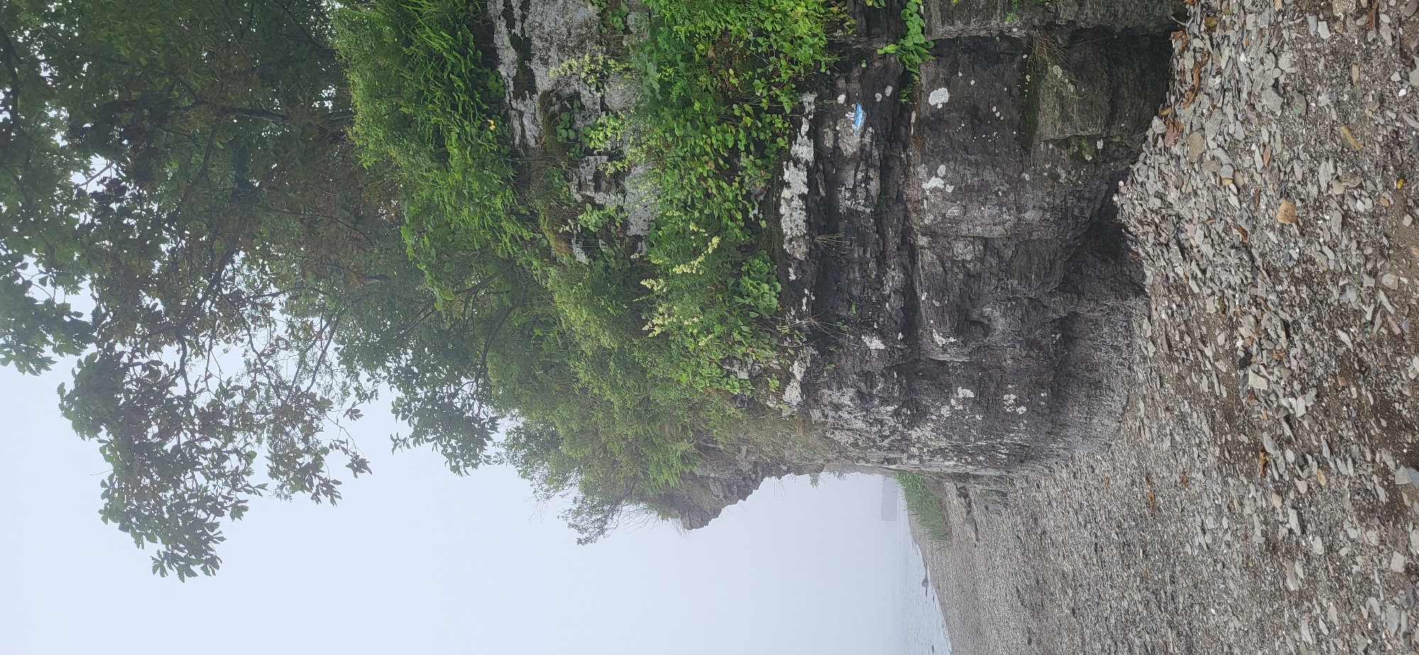 This image shows a rocky cliff face covered in dense green vegetation. The cliff is situated on a shoreline, with a pebbly beach in the foreground and the sea visible in the distance, partially obscured by fog. Trees with lush green foliage grow at the top of the cliff. The cliff itself is composed of layered grey and black rock, with white mineral deposits and patches of moss. In the middle ground of the cliff face, there is a small blue and white marking. The overall atmosphere is somewhat muted due to the fog. The location is the city of Slavyanka, Russia.