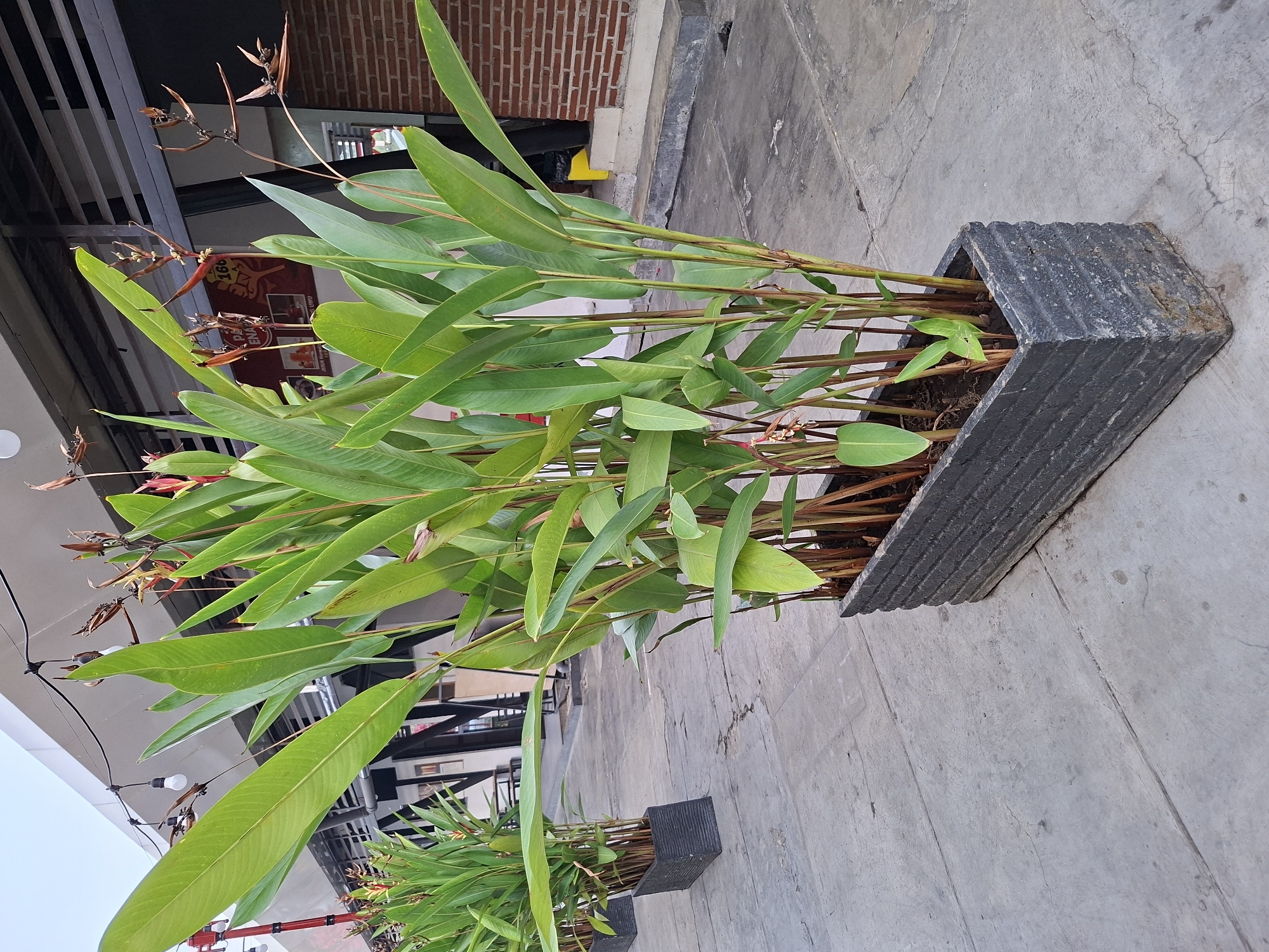 The image shows a long, dark gray rectangular planter filled with tall, green plants, possibly Heliconia. The planter is situated on a paved outdoor area, likely a sidewalk or patio, made of gray concrete slabs. In the background, a building with a white awning and exposed brick walls is visible. Strings of lights are suspended from the awning. The overall scene appears to be an outdoor seating or walkway area in a commercial establishment. There are no people or animals visible in the frame. The lighting suggests it is daytime, with some shadows cast by the plants. The location is identified as Surawangi, Indonesia.