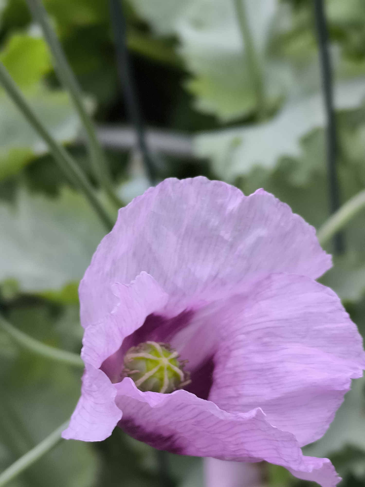 The image is a close-up, vertical shot of a light purple poppy flower, with a dark purple center and a lime green pistil. The flower is in soft focus, with delicate, ruffled petals. The background is a blur of green foliage, suggesting an outdoor setting. The image appears to have been taken in the Lithuanian village of Mosėdis, which is renowned for its extensive collection of amber boulders.