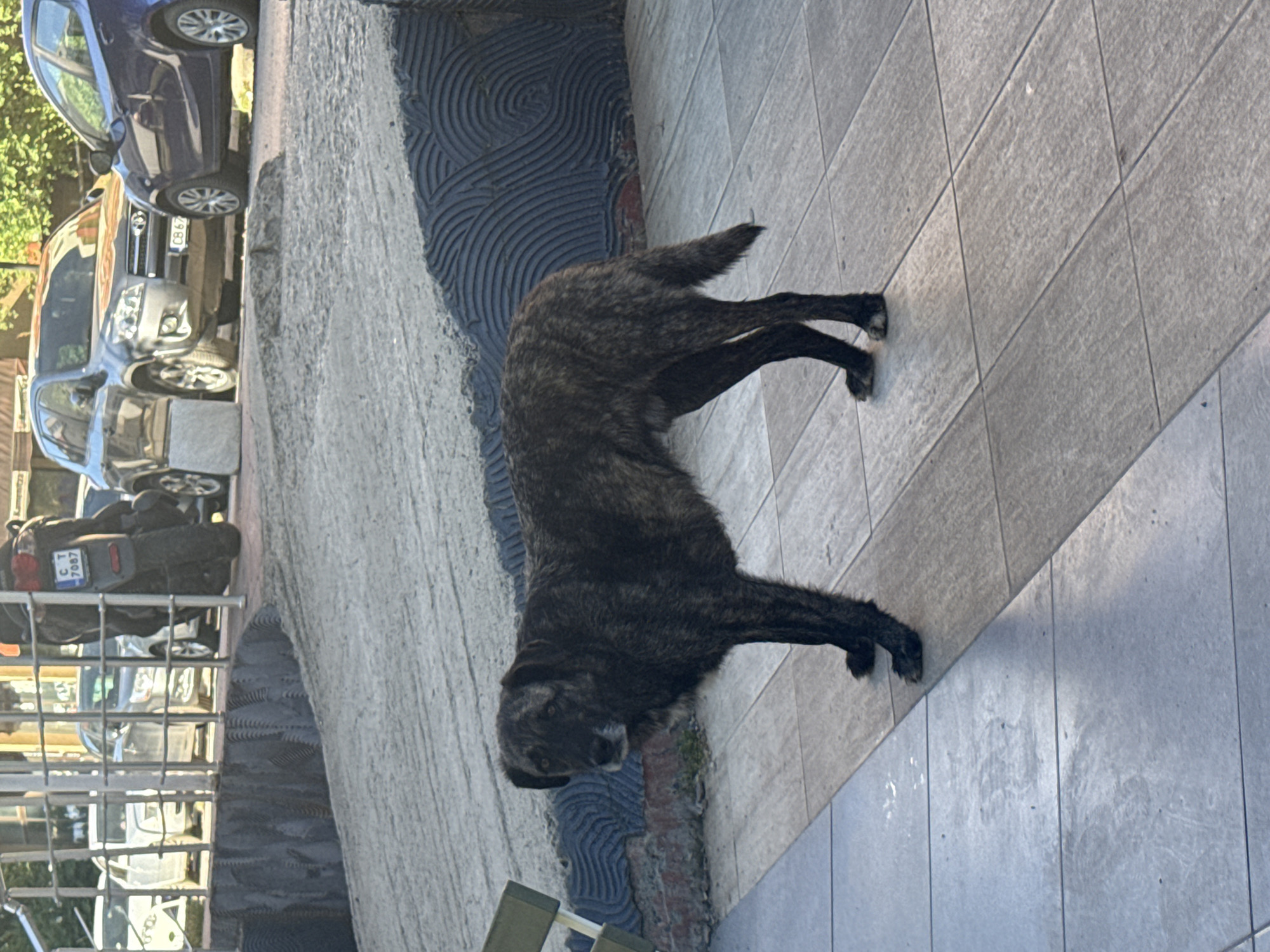 A brindle-colored dog stands on a tiled pedestrian walkway. The dog is facing left and is looking towards the camera. Behind the dog, there is a dark, wavy textured wall. In the background, several cars are parked on a street, including a blue car, a silver SUV, and a white car. A motorcycle with a license plate displaying "CT 7087" is also visible. The scene appears to be in an urban environment, potentially in Sofia, Bulgaria, given the presence of cars and urban infrastructure.