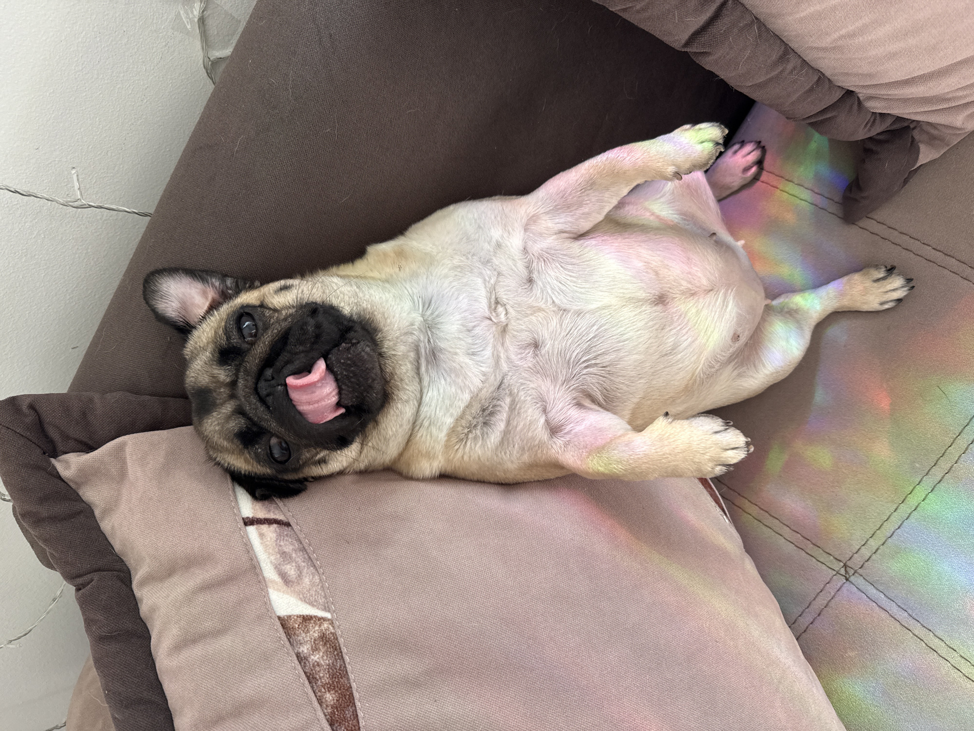 A pug is lying on its back on a cushion on a couch. The pug is a light tan color with a black face and ears. The pug's tongue is sticking out. There are rainbow reflections of light on the cushion and couch. The location is a domestic interior.