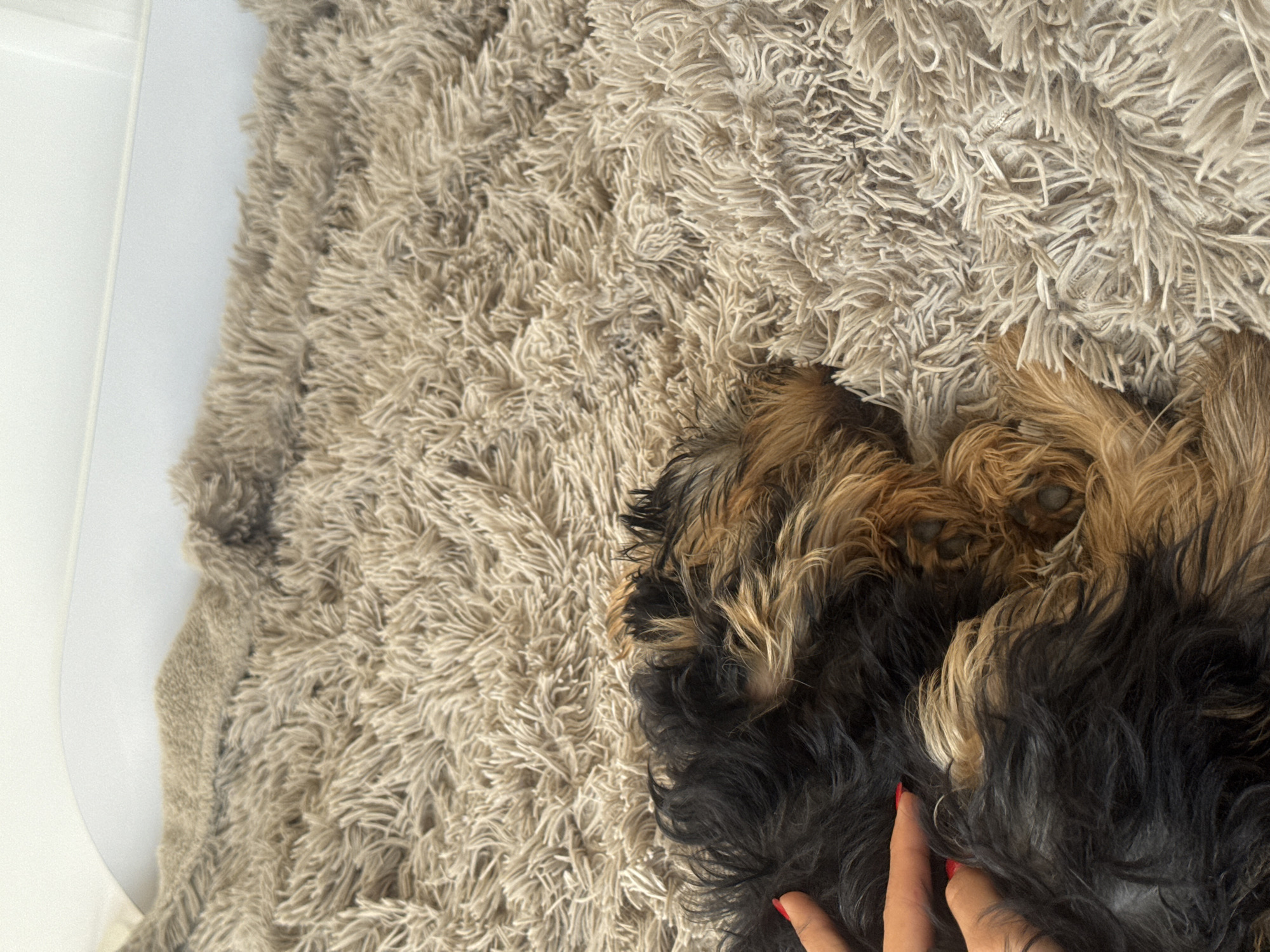 A high-angle shot shows a brown, shaggy rug with a small dog lying on it. The dog has brown and black fur. A hand with red nail polish is touching the dog's fur. The background is out of focus.