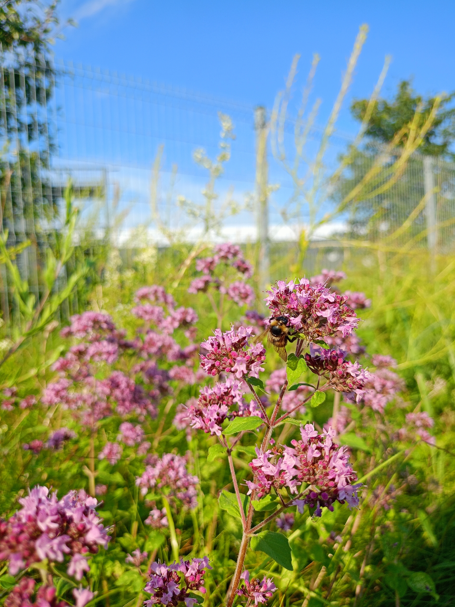 In Peetri alevik, Estonia, a bee is captured mid-flight, actively pollinating a cluster of small, vibrant pink flowers. These flowers are part of a larger field of similar blossoms, creating a soft bokeh effect in the background, with lush green foliage surrounding them. The scene is bathed in natural sunlight, casting warm tones across the image. In the distance, a metal fence is visible, separating the floral landscape from a clear blue sky with wispy clouds. The overall environment suggests a natural, open space within the town.