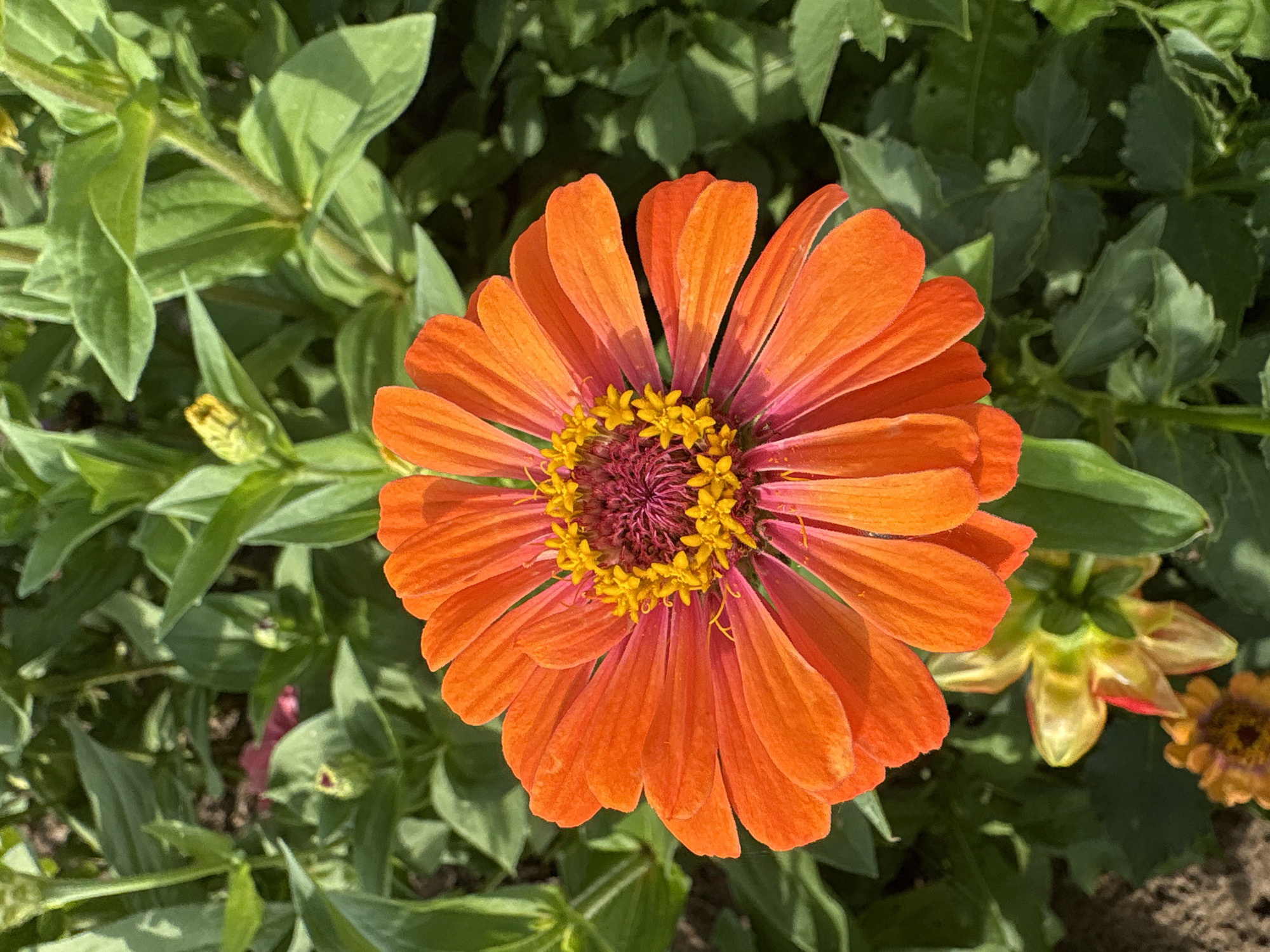 A close-up, eye-level shot features a vibrant orange zinnia flower in full bloom as the central subject. The flower is positioned slightly off-center to the right, filling a significant portion of the frame. Its petals are a brilliant orange, transitioning to a deeper pinkish-red towards the center, where a cluster of bright yellow stamens is visible. The flower is surrounded by lush green foliage, with various leaves and stems forming a natural, somewhat blurred background. In the lower left portion of the image, parts of other, less developed flowers are visible, one appearing yellow and pink, and another smaller, orange one at the very bottom. The lighting suggests it is a sunny day, casting subtle shadows and highlighting the textures of the petals and leaves. The scene appears to be an outdoor garden setting, possibly in Большелуг, Russia, given the context provided. There are no people or animals visible in the image, and no discernible actions or interactions are taking place.